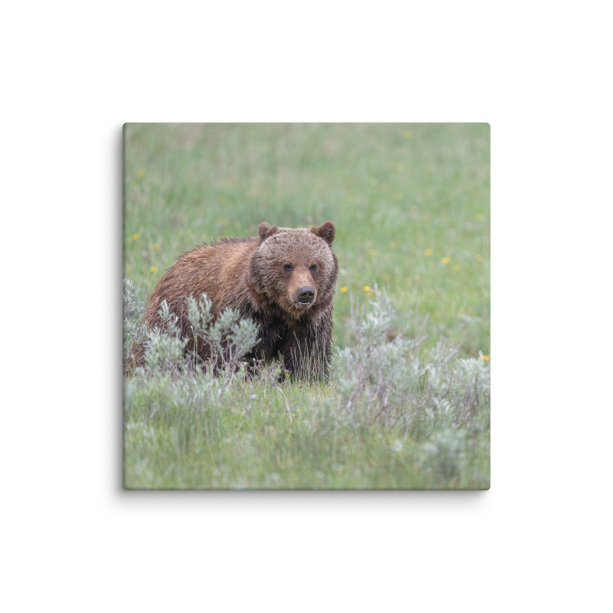 Hungry Grizzly in a Meadow! Canvas - Image 6