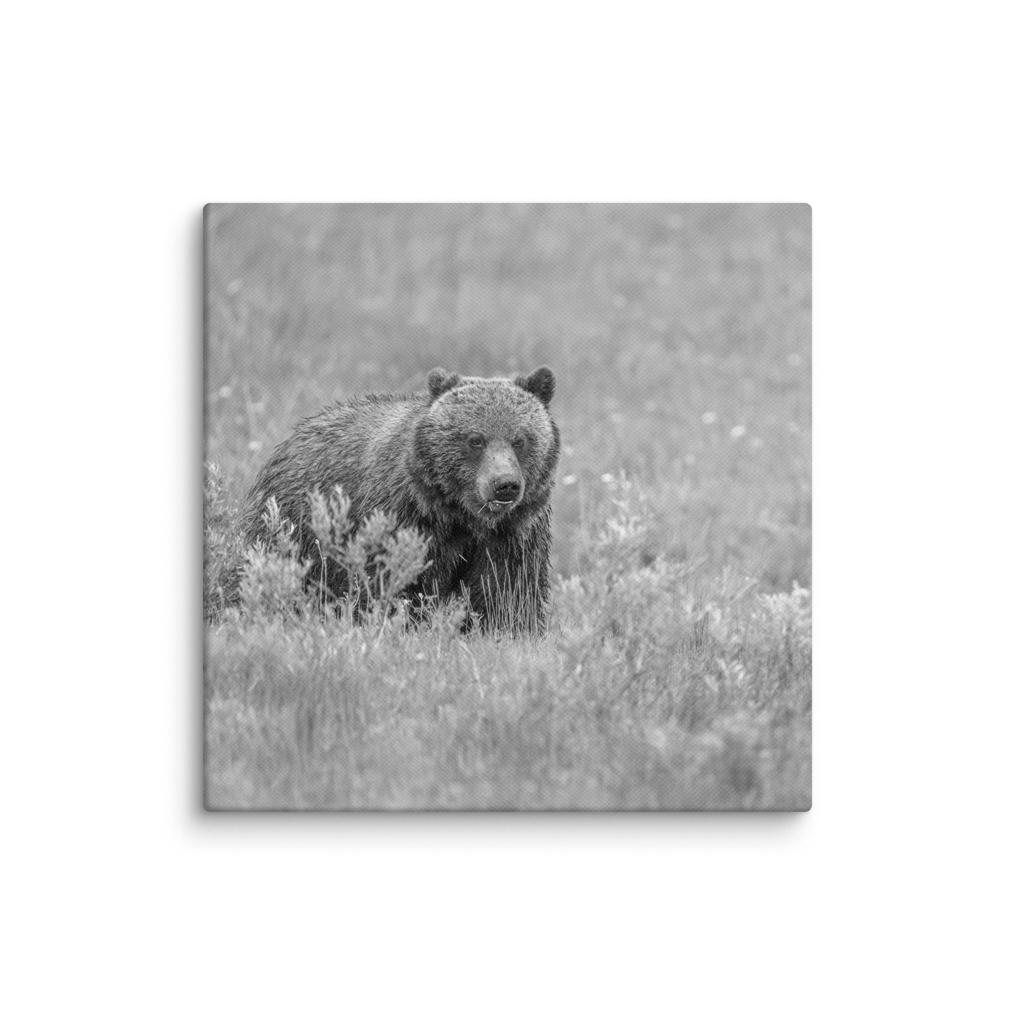 Hungry Grizzly in a Meadow! Monochrome Canvas - Image 7