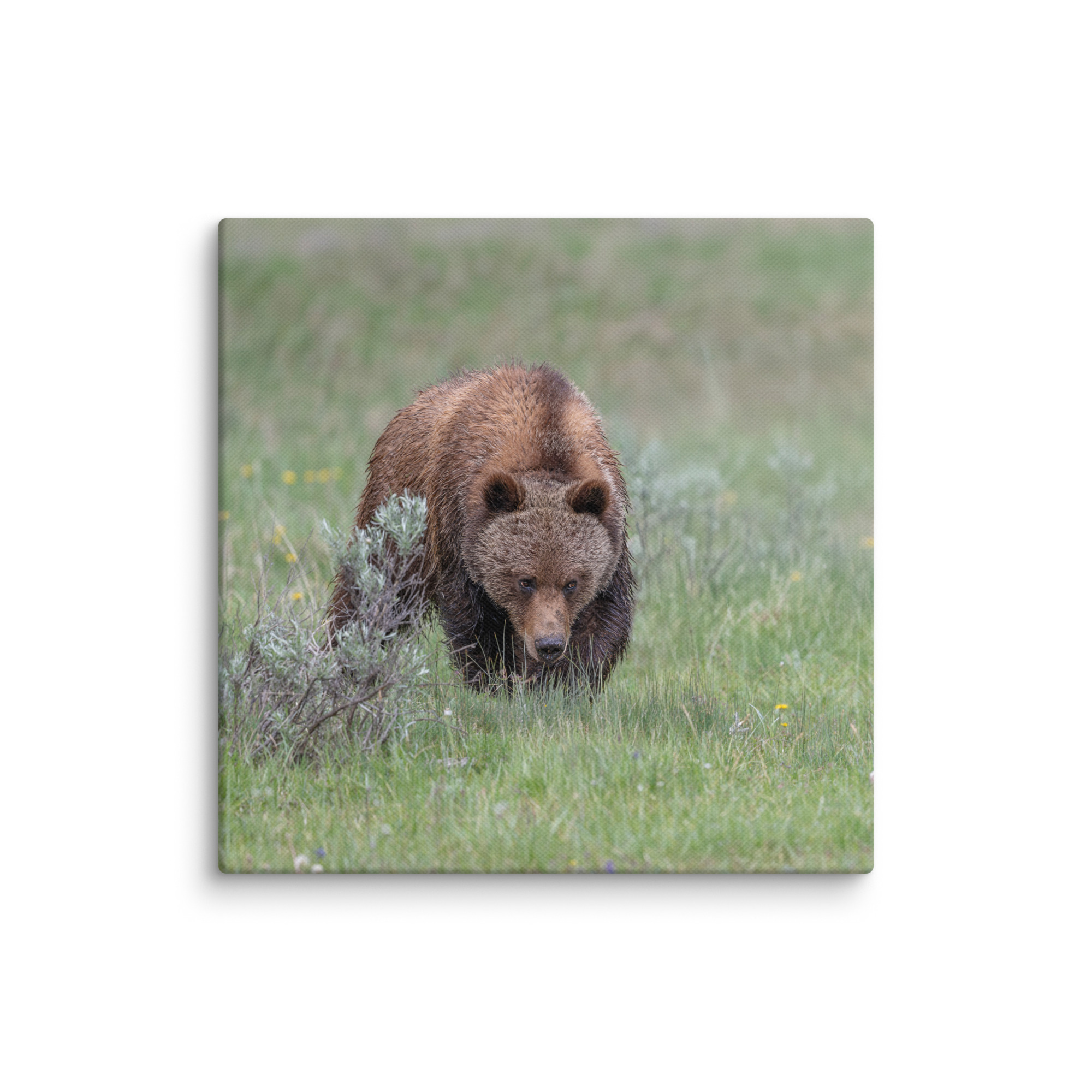 Grizzly Watching! Canvas - Image 7