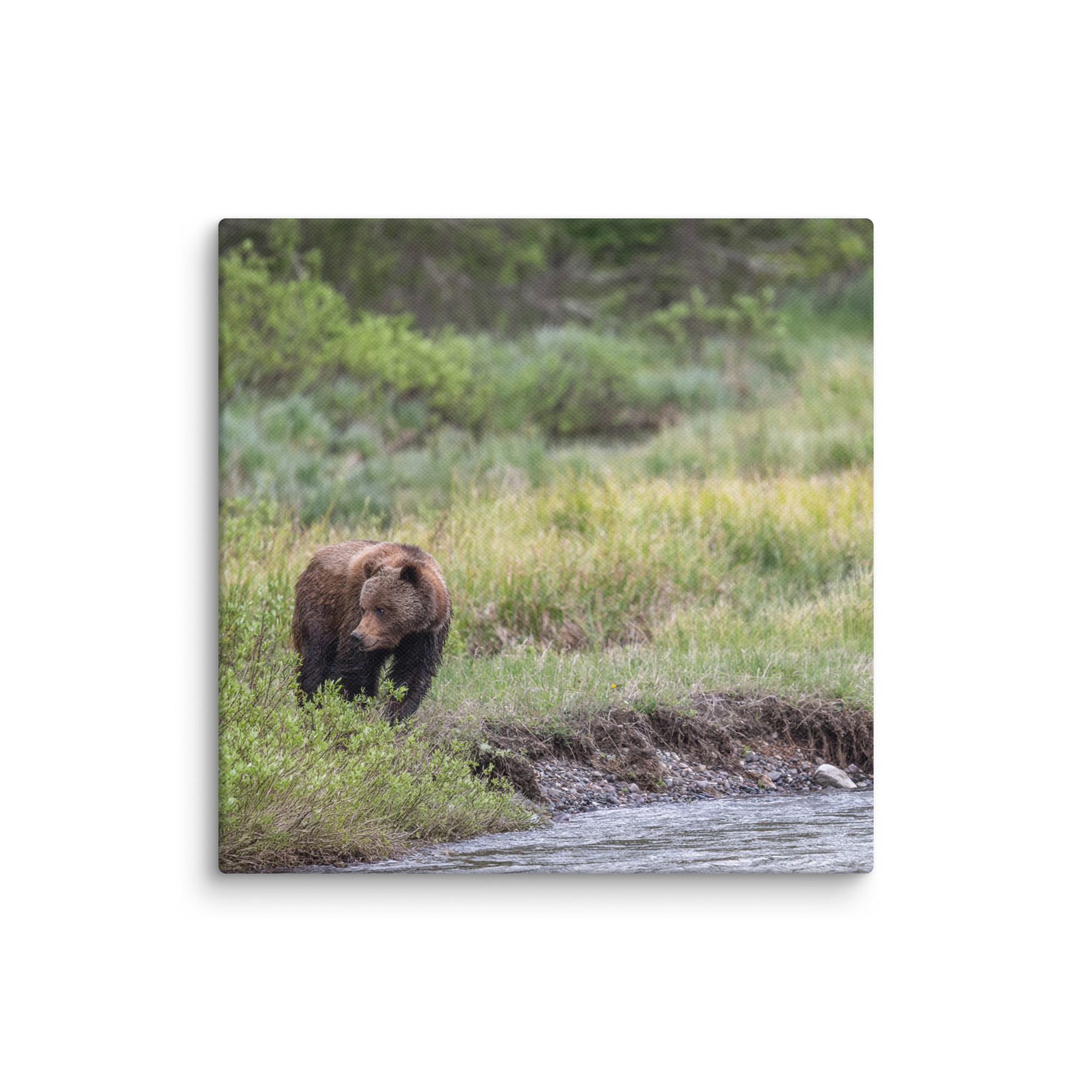 Grizzly getting read! Canvas - Image 7