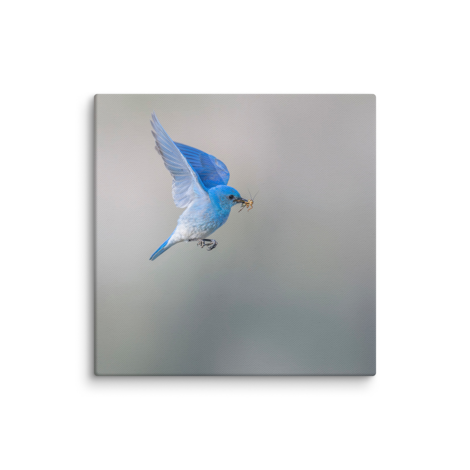Mountain Bluebird with prey! Canvas - Image 6