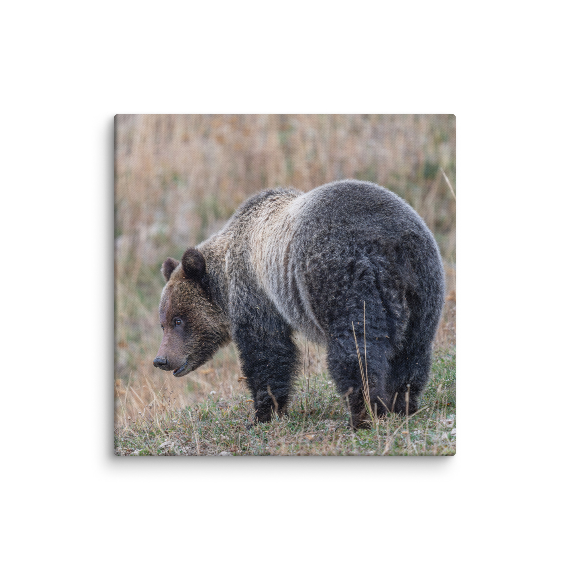 Grizzly of yellowstone! Canvas - Image 7