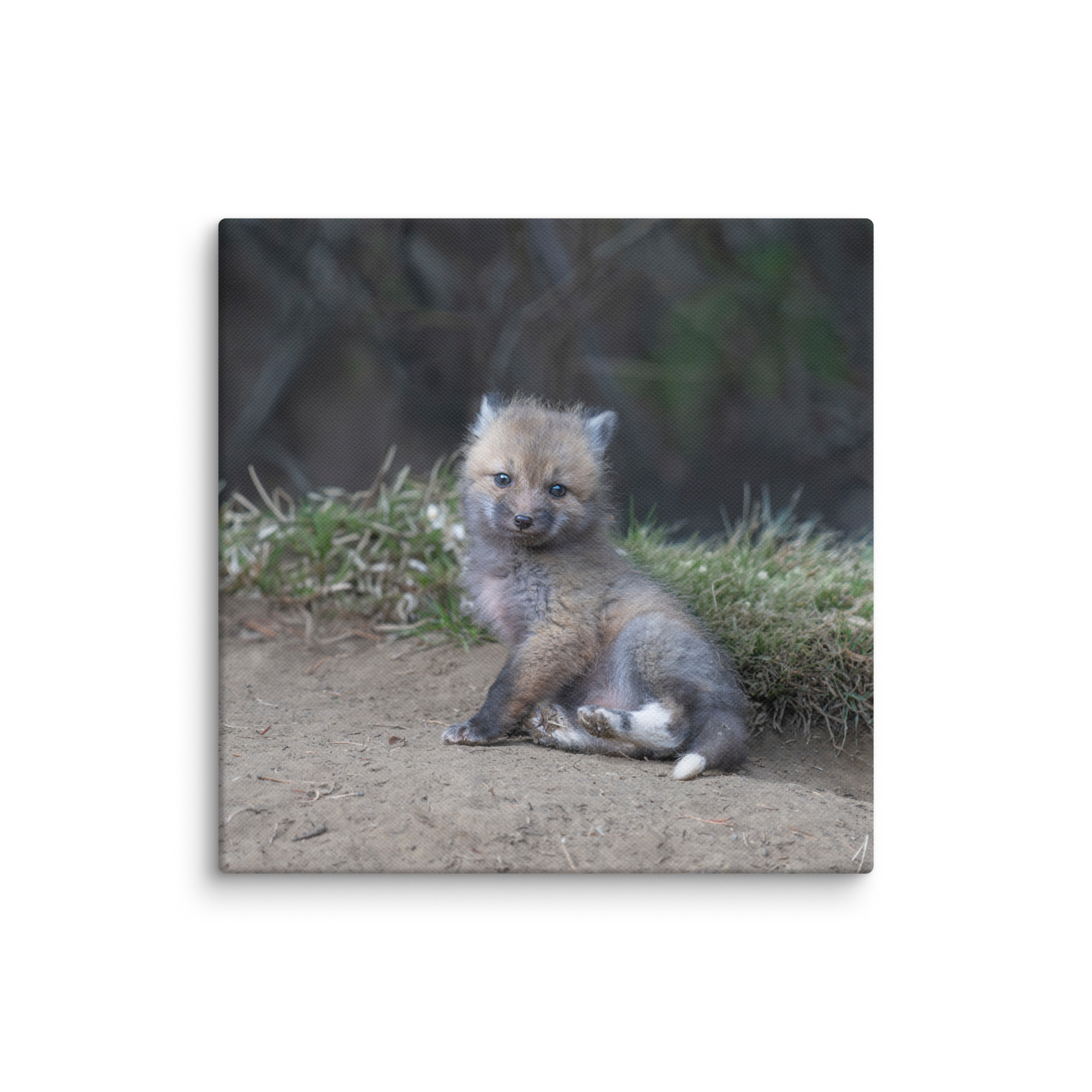 Guarding Den Baby Red fox!  Canvas - Image 7