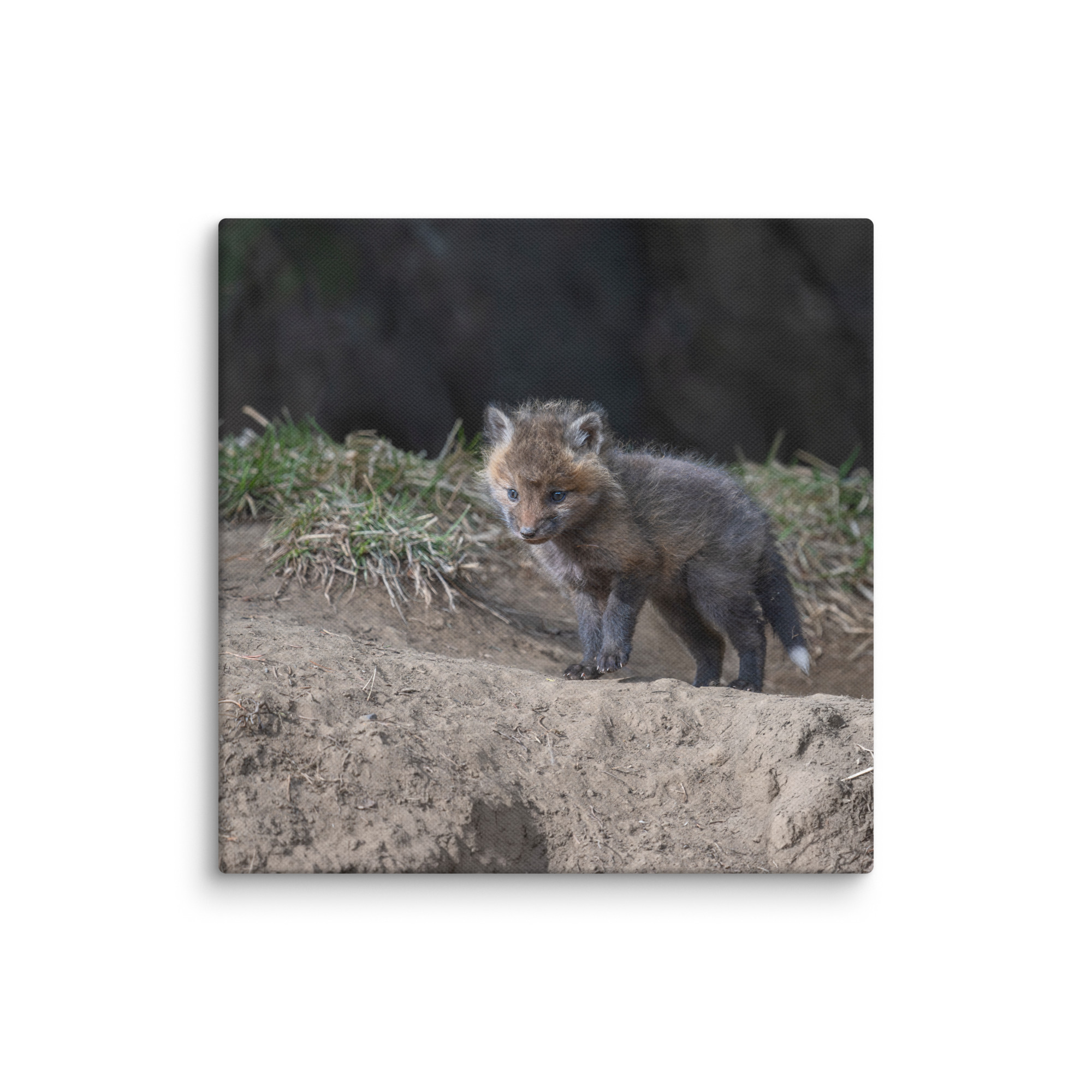 Just checking Baby Red fox! Canvas - Image 7