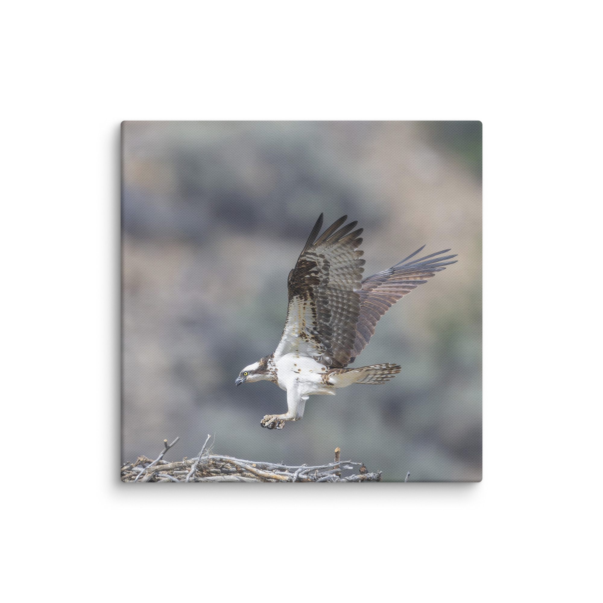 Osprey Landing on its nest! Canvas - Image 7