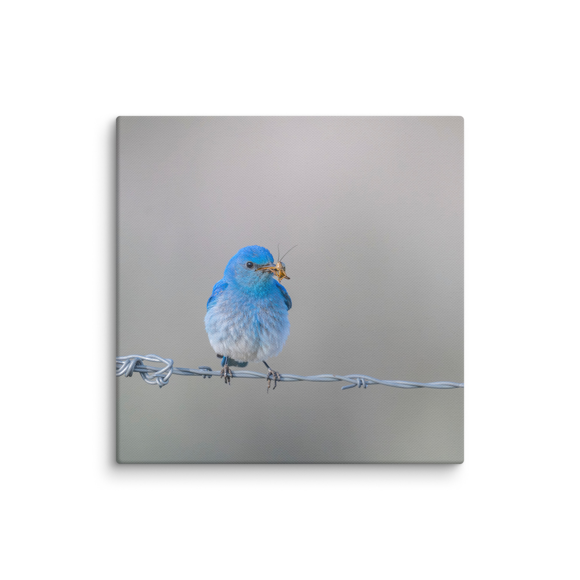 Mountain Blue Bird! Canvas - Image 23