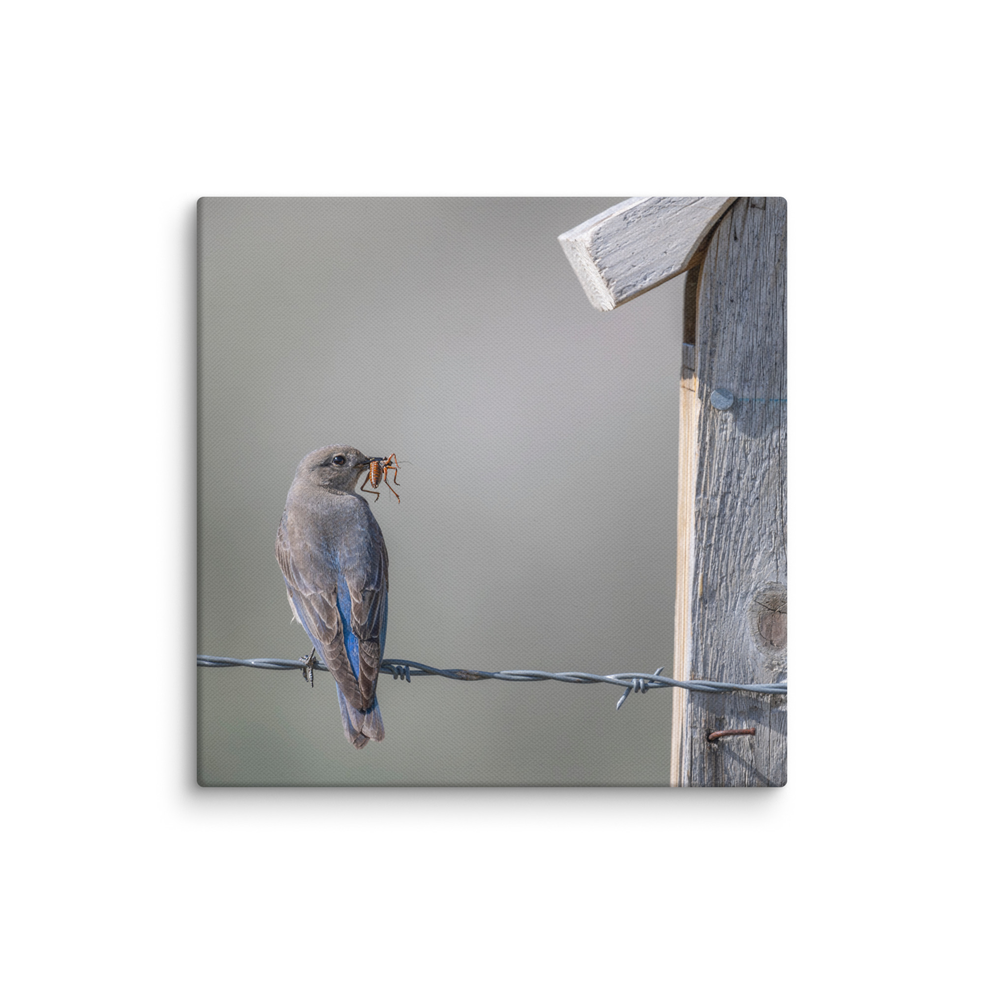 Mama Mountain bluebird with food! Canvas - Image 25