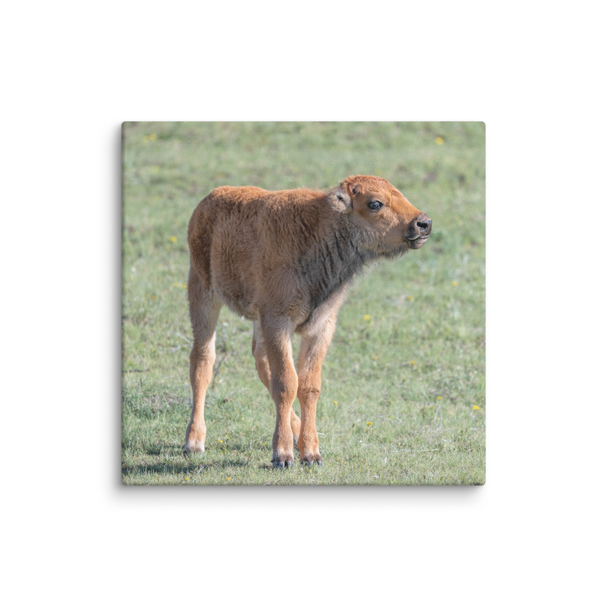 Baby Bison! Canvas - Image 23