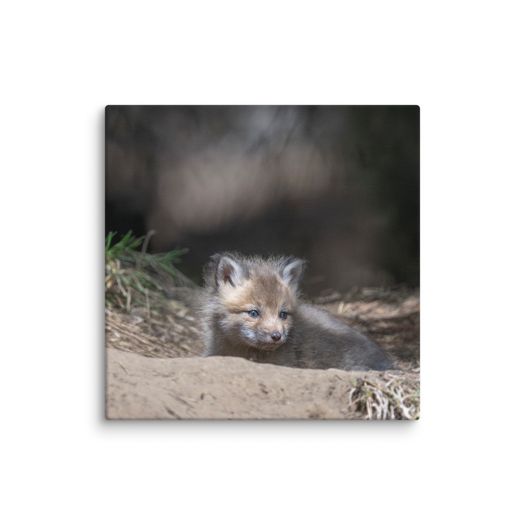 Baby Red fox waiting for Mom! Canvas - Image 25