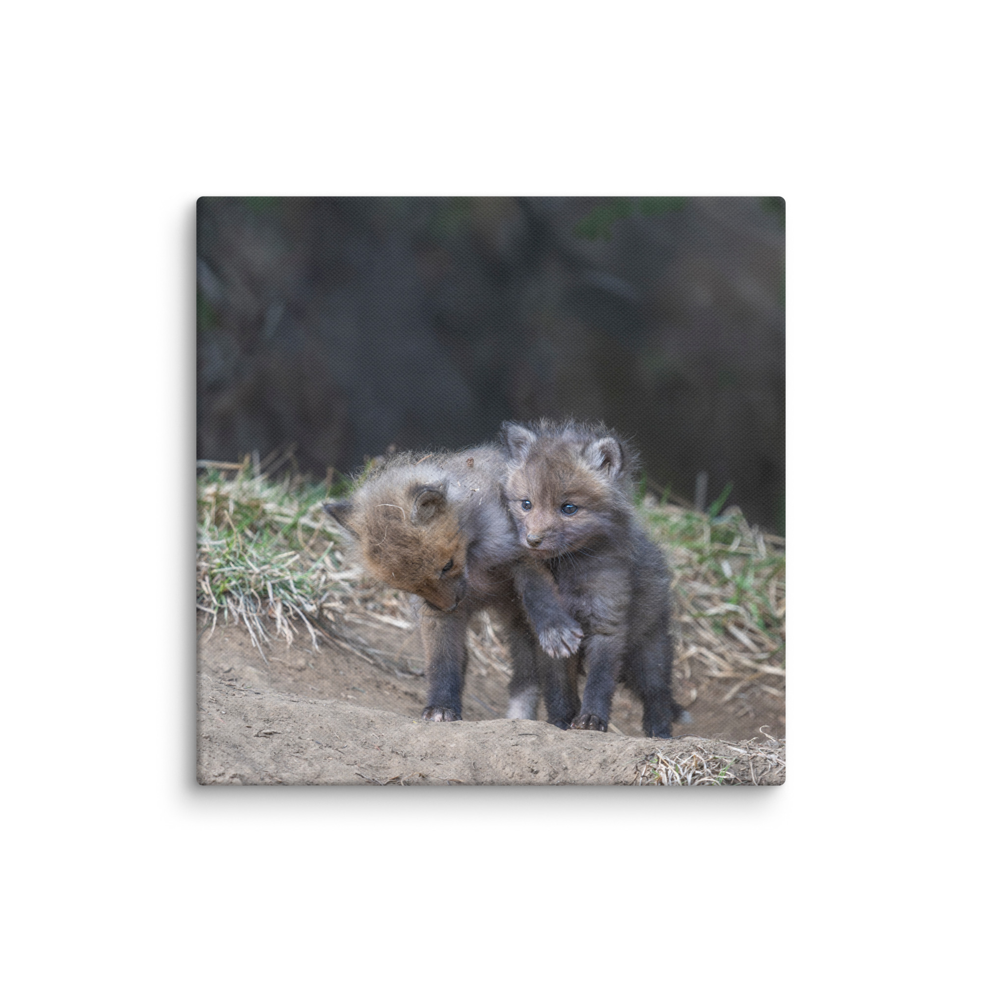 Brothers in Arms Red fox kits! Canvas - Image 25