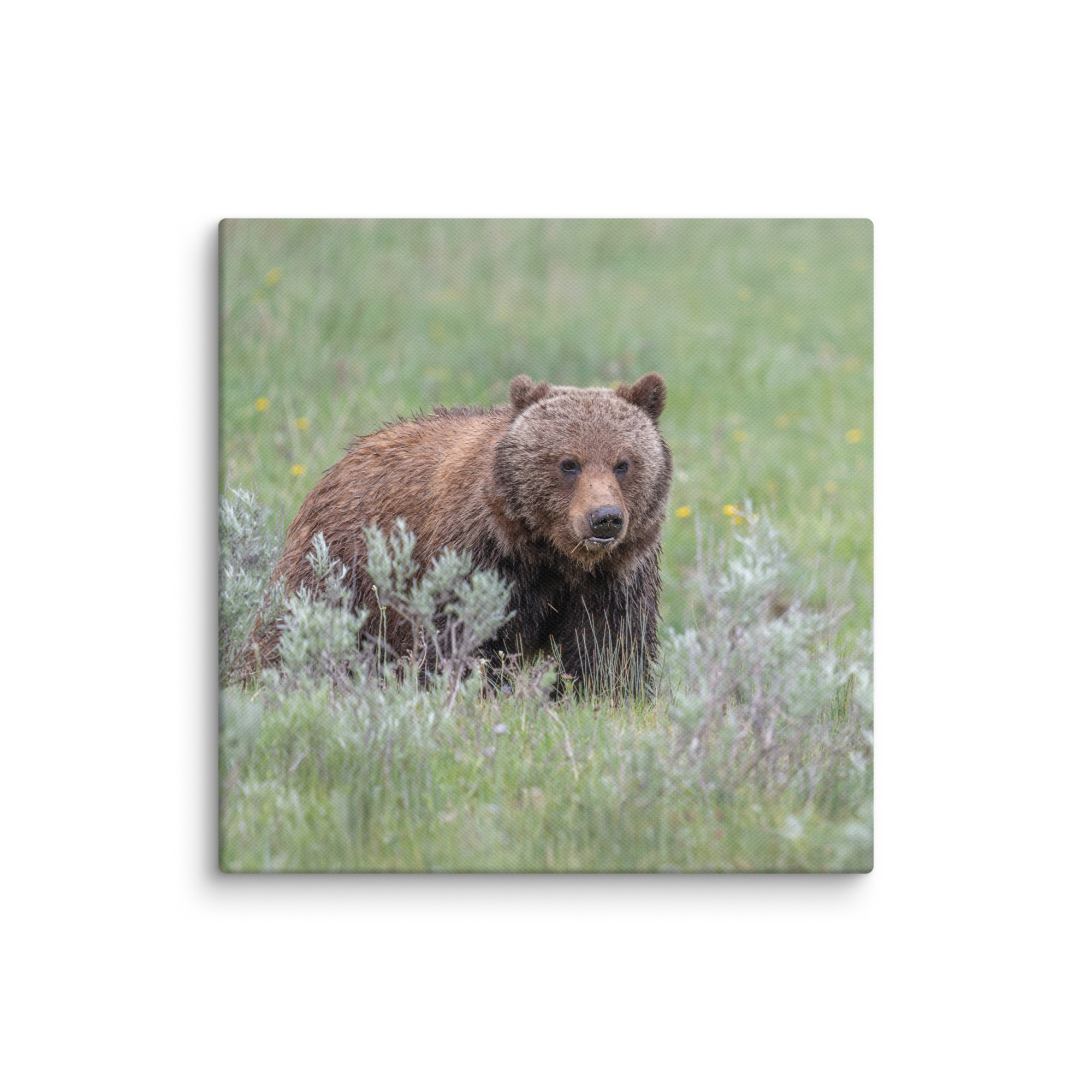Hungry Grizzly in a Meadow! Canvas - Image 26