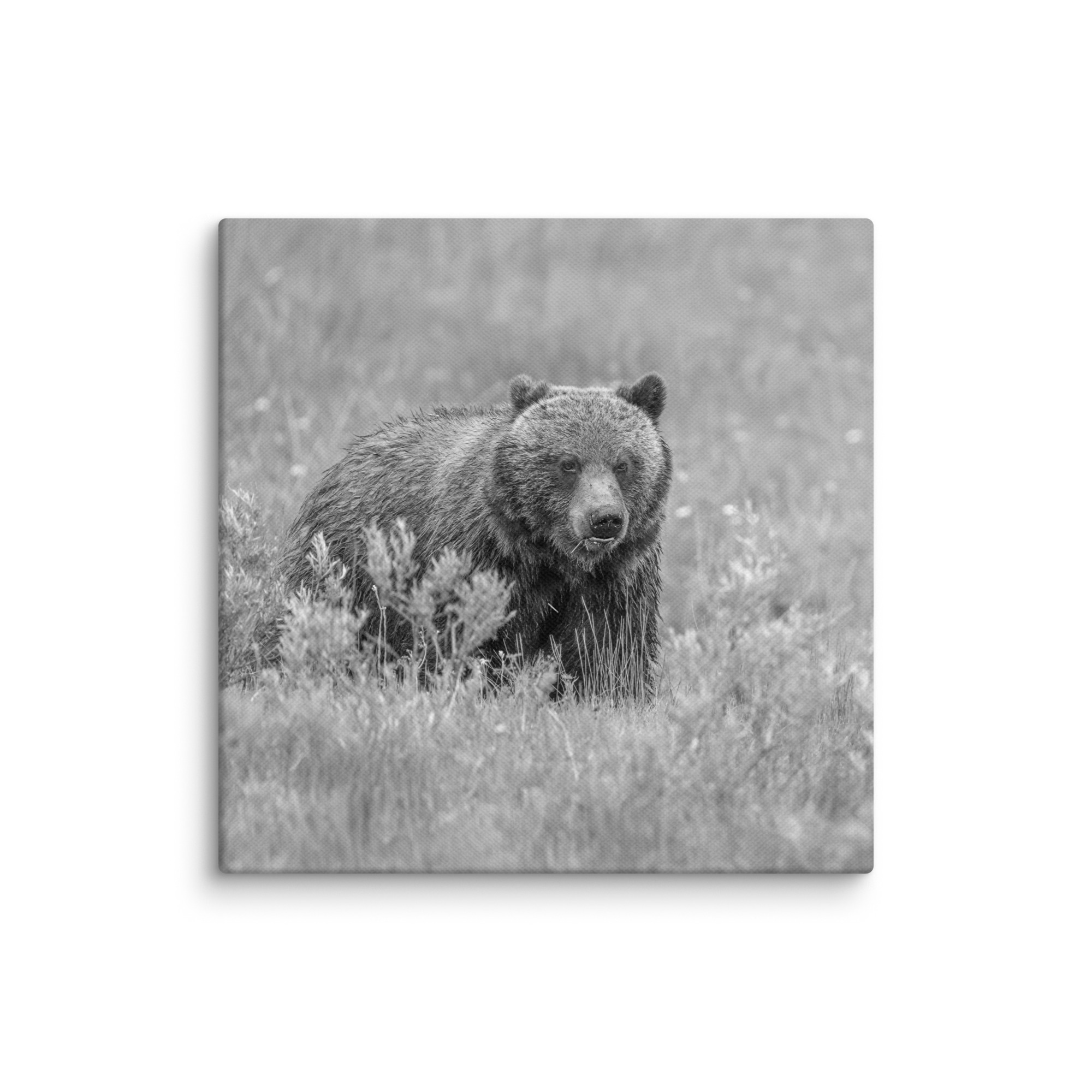 Hungry Grizzly in a Meadow! Monochrome Canvas - Image 25