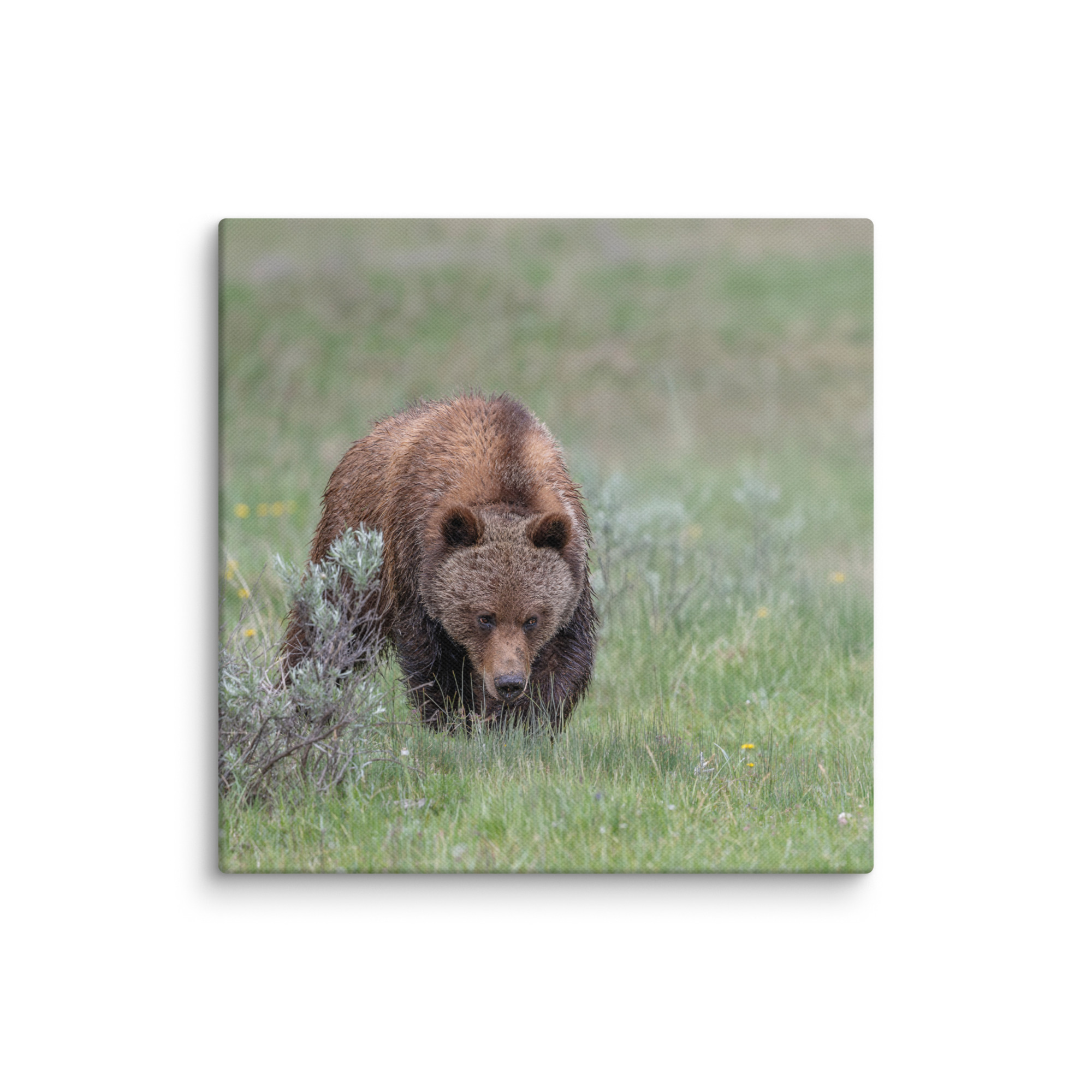 Grizzly Watching! Canvas - Image 26