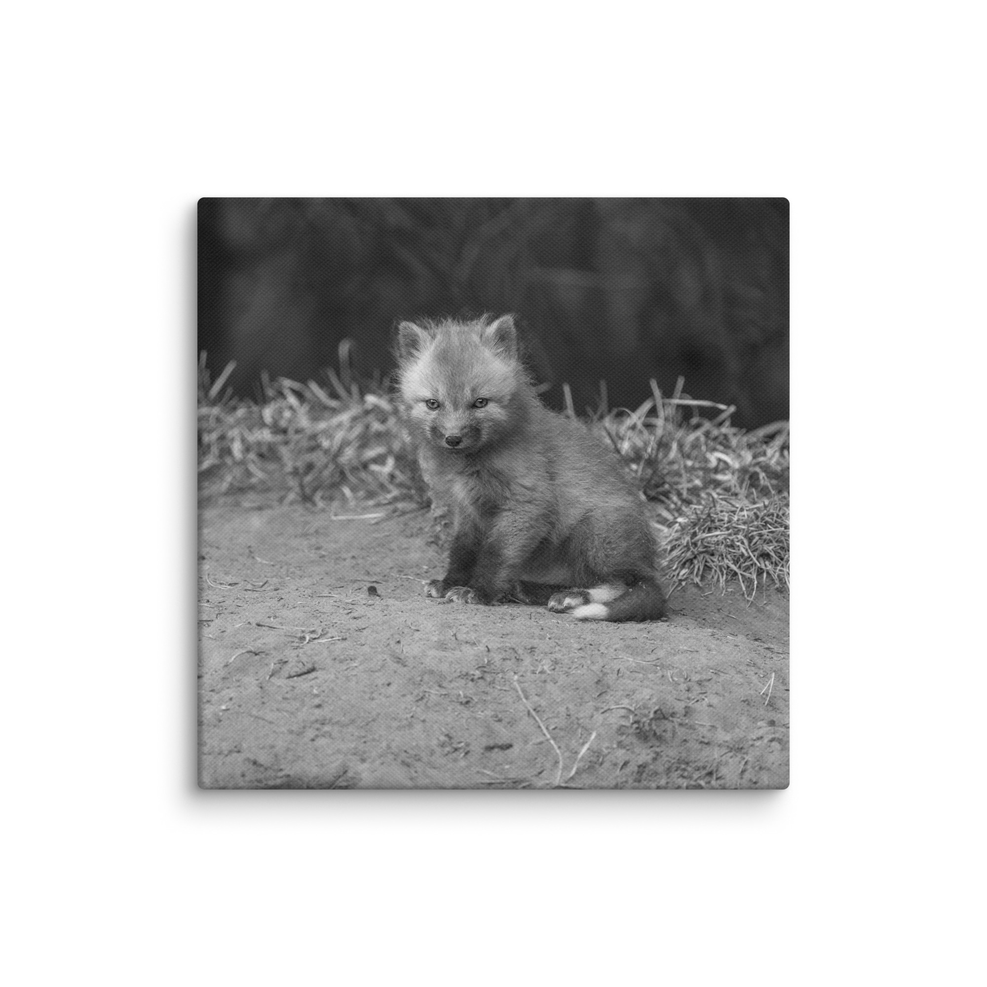 Sharp gaze baby red fox (Monochrome)! Canvas - Image 25