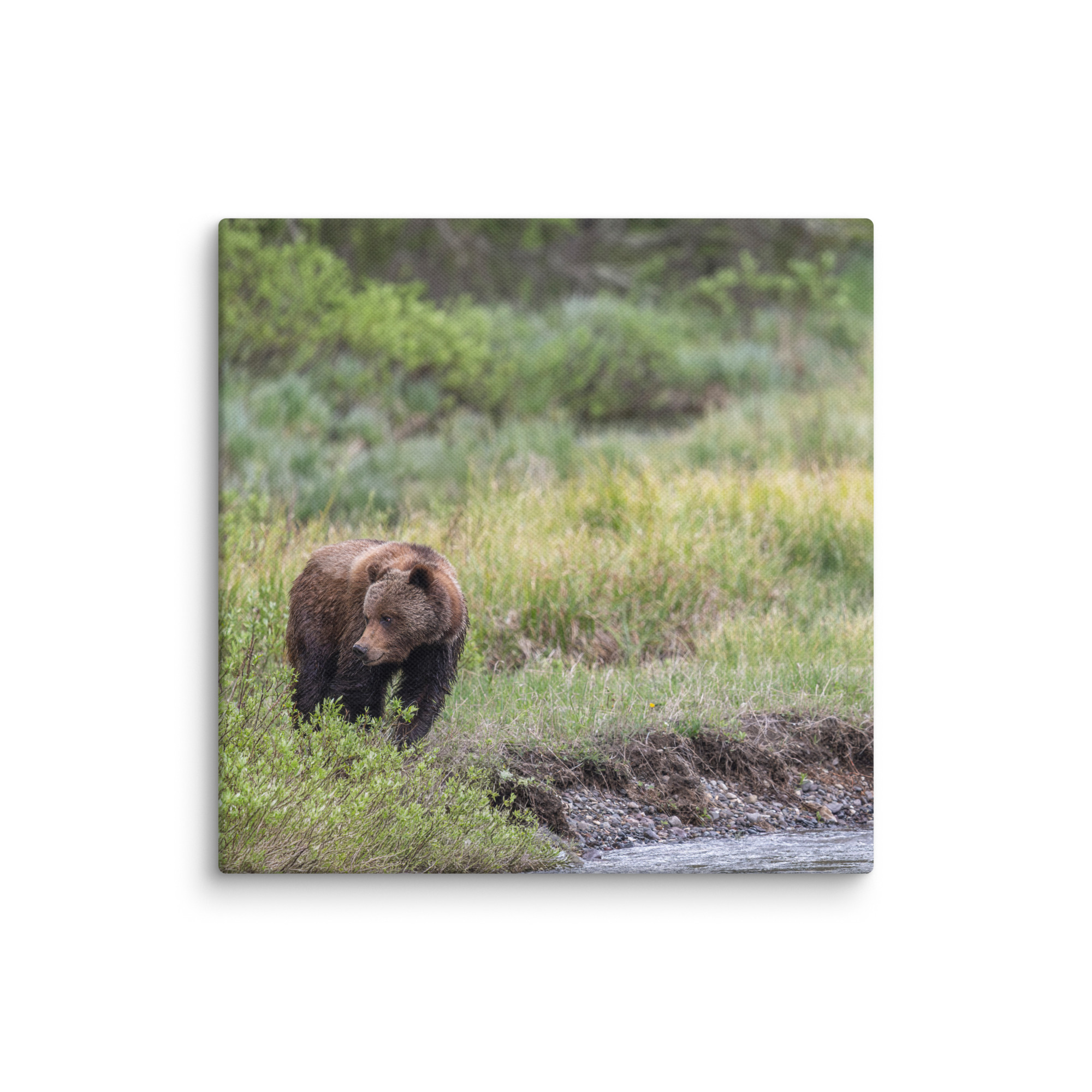 Grizzly getting read! Canvas - Image 24