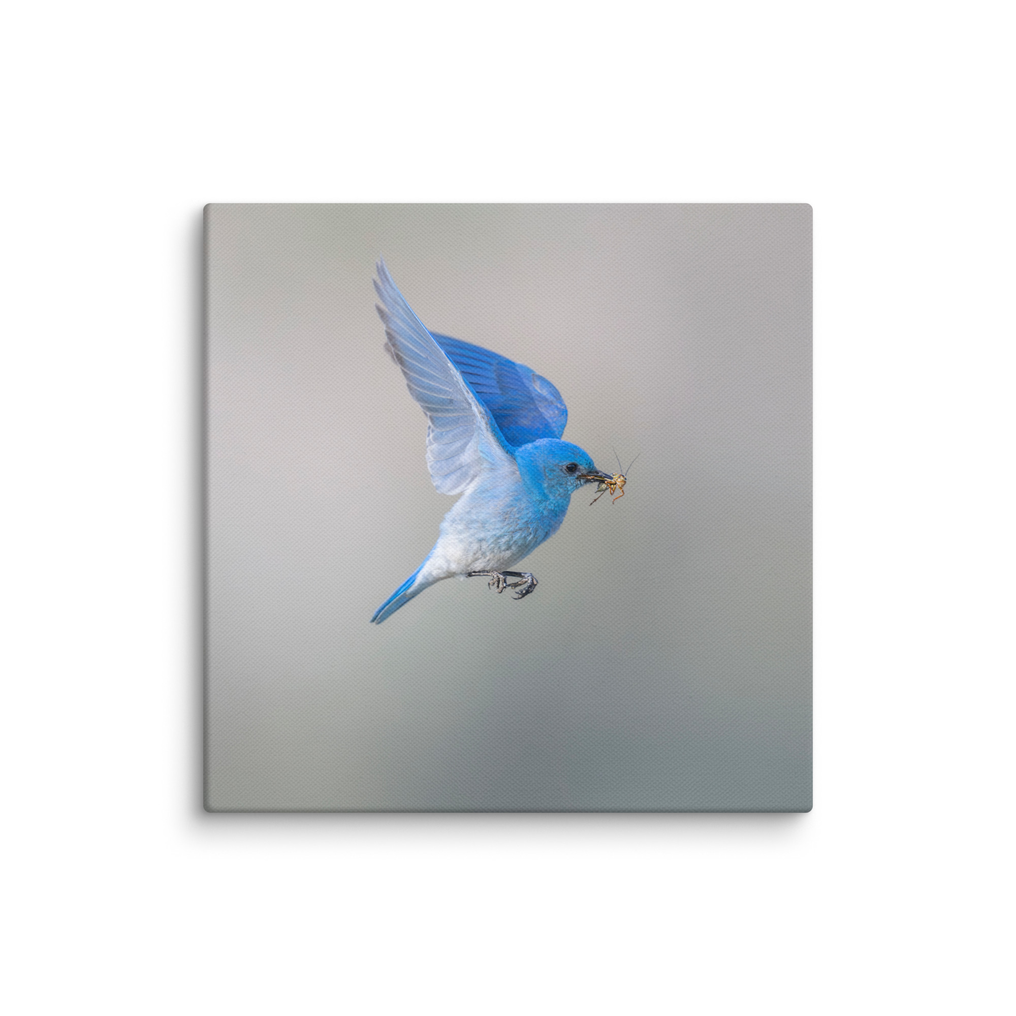Mountain Bluebird with prey! Canvas - Image 24