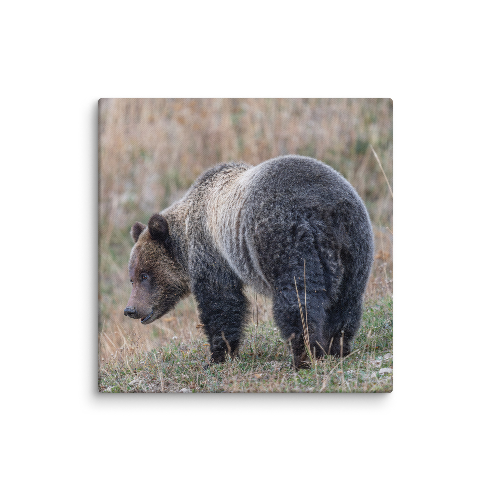 Grizzly of yellowstone! Canvas - Image 25