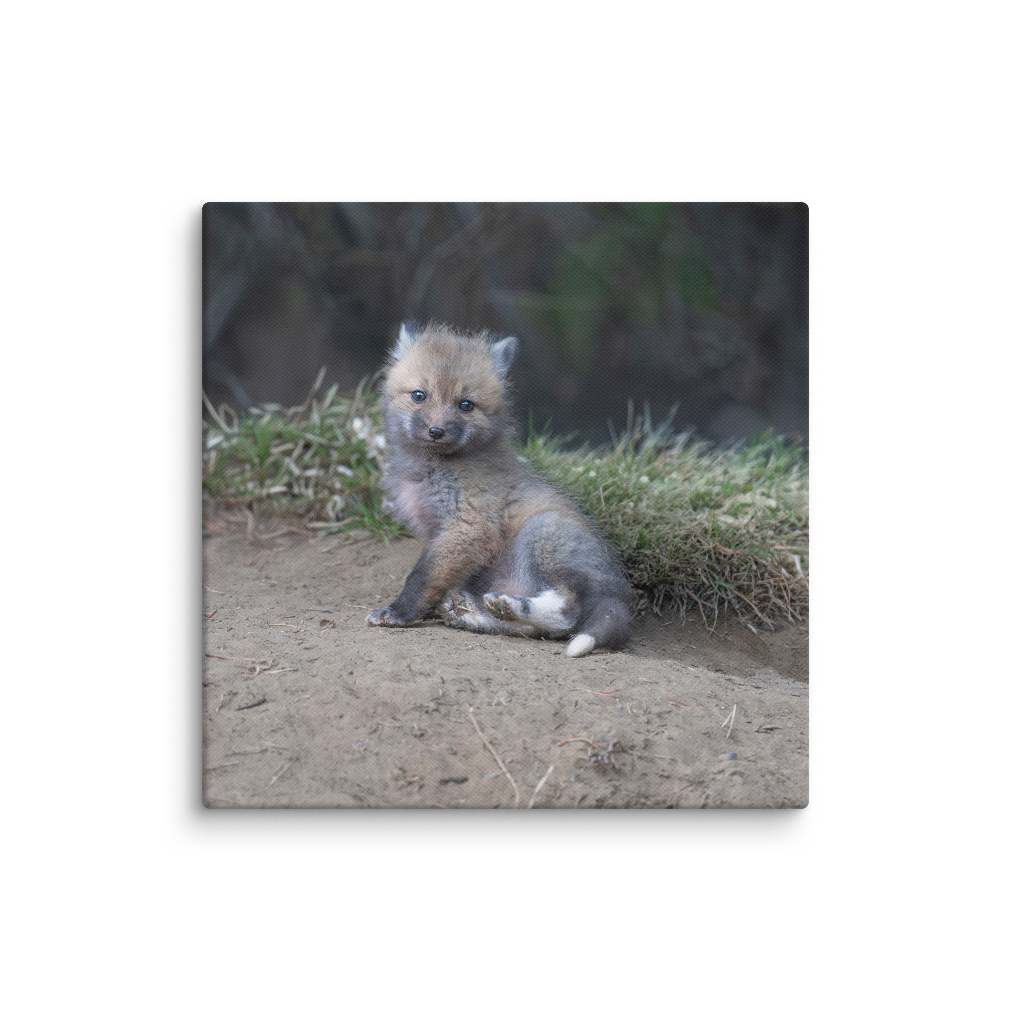 Guarding Den Baby Red fox!  Canvas - Image 26