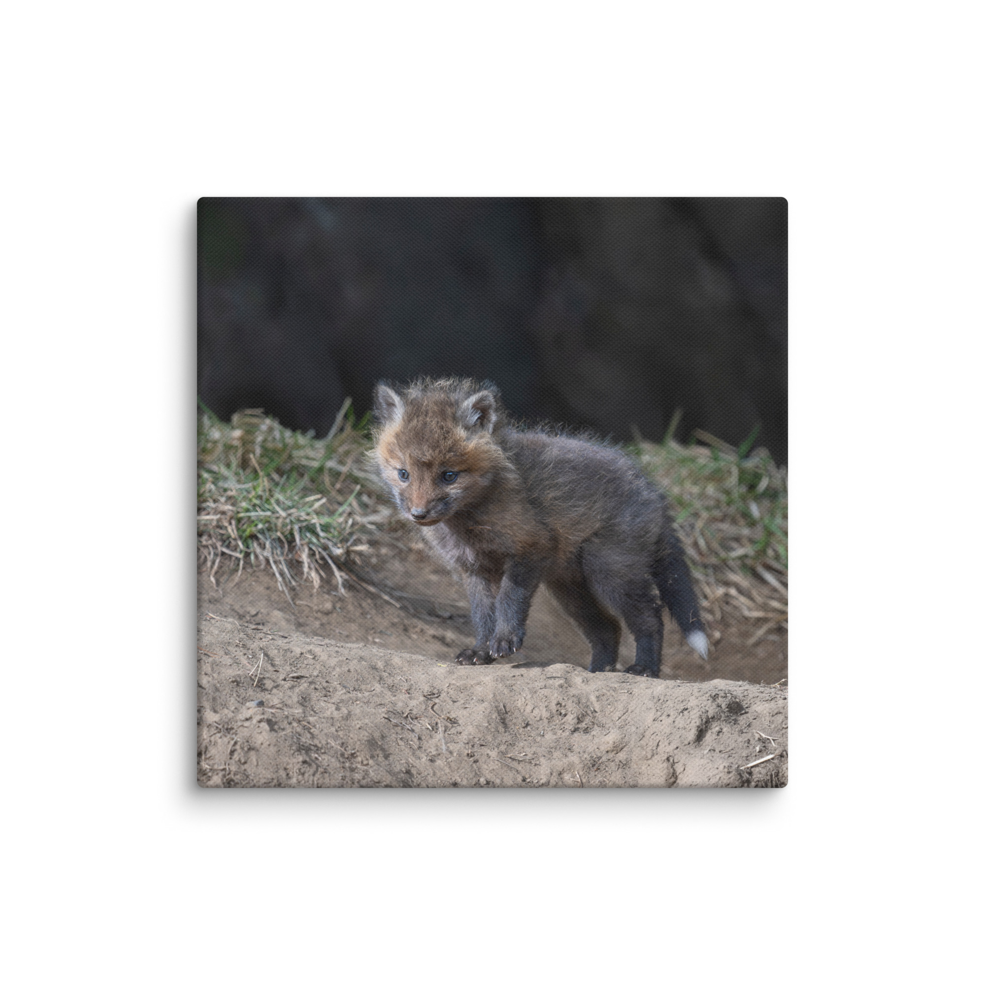 Just checking Baby Red fox! Canvas - Image 26