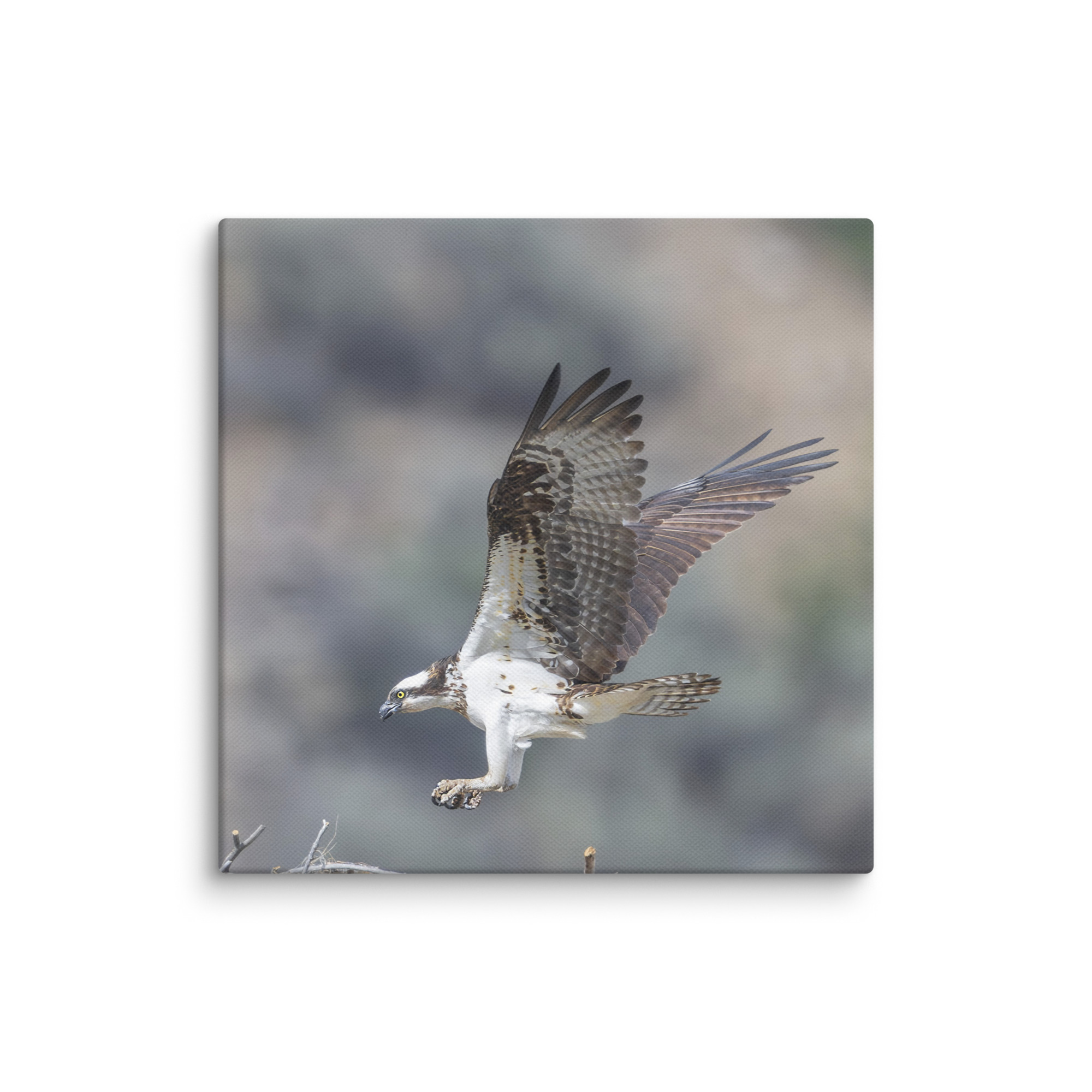 Osprey Landing on its nest! Canvas - Image 21