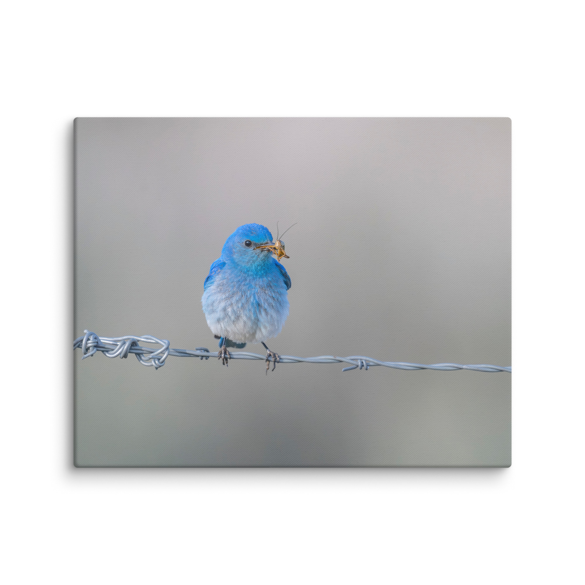 Mountain Blue Bird! Canvas - Image 24