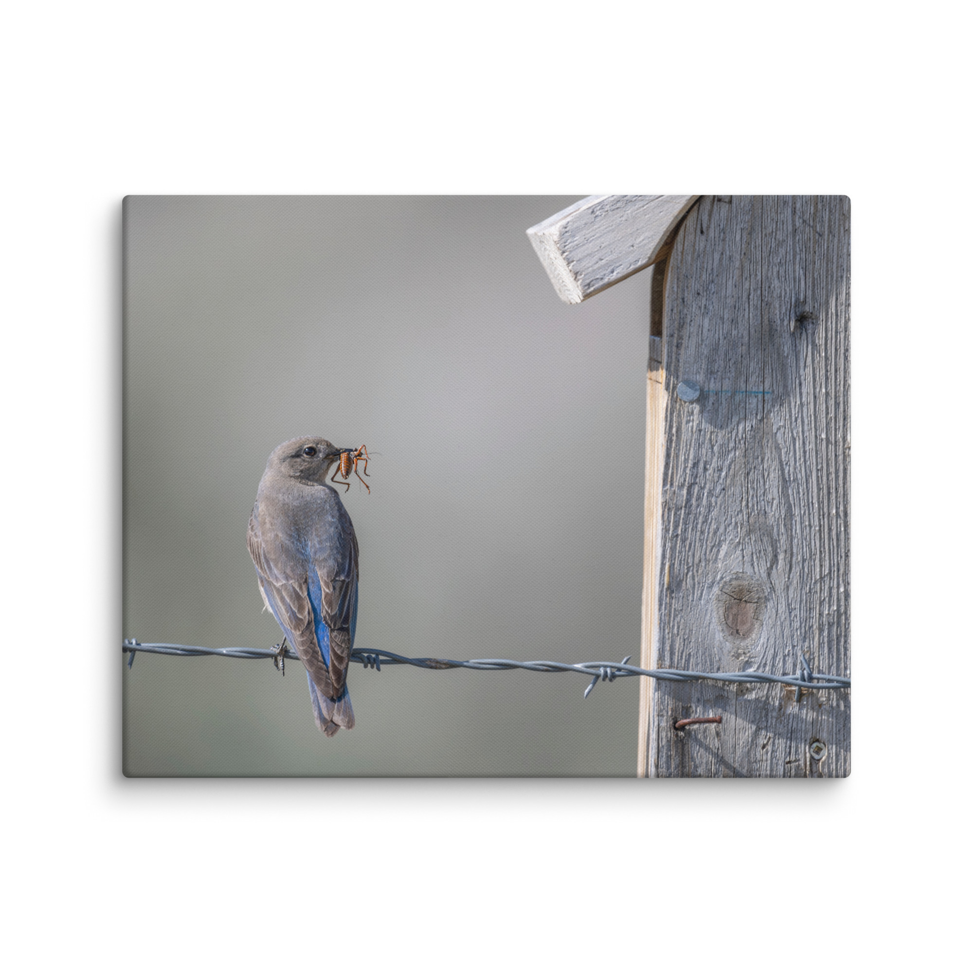 Mama Mountain bluebird with food! Canvas - Image 26