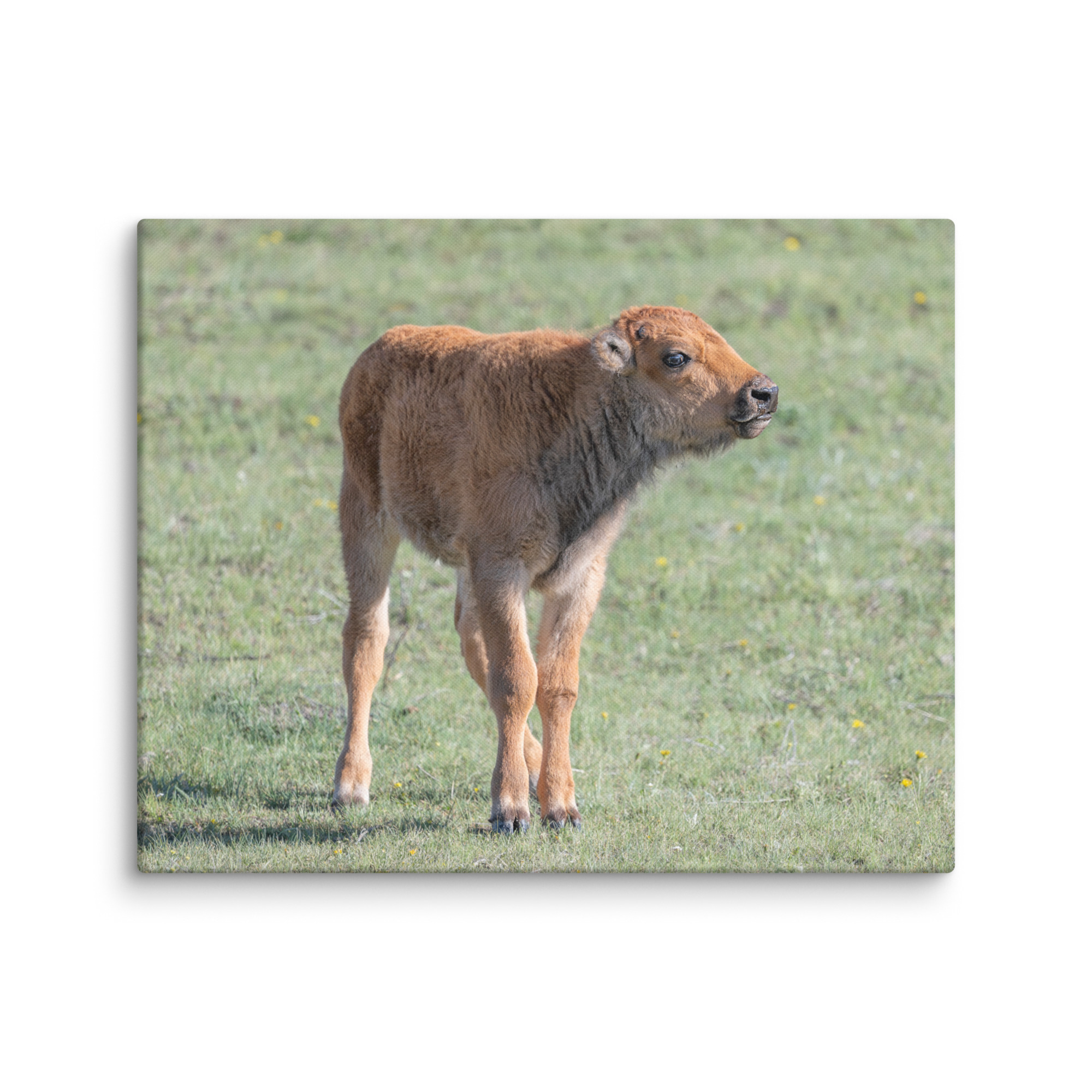 Baby Bison! Canvas - Image 24