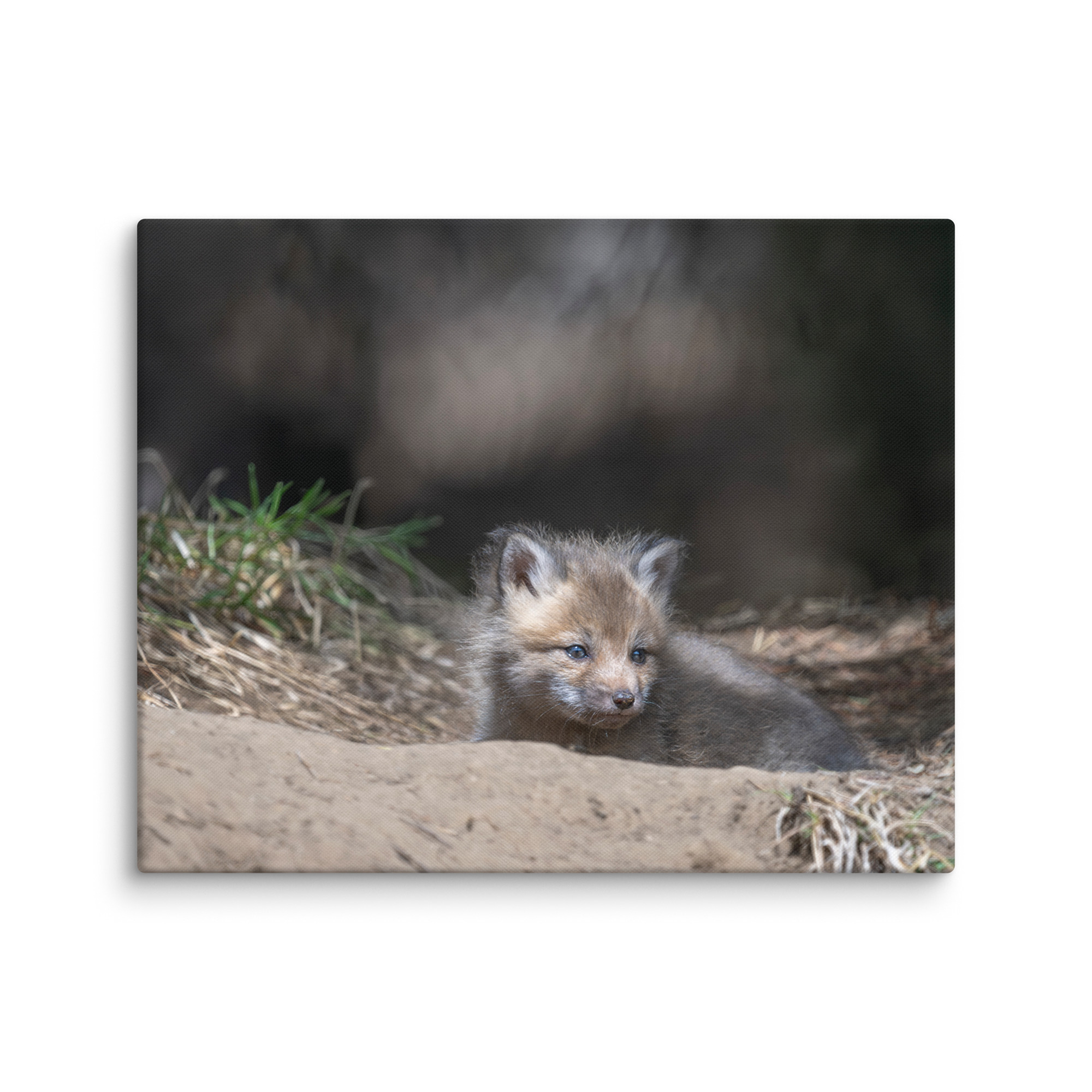 Baby Red fox waiting for Mom! Canvas - Image 26
