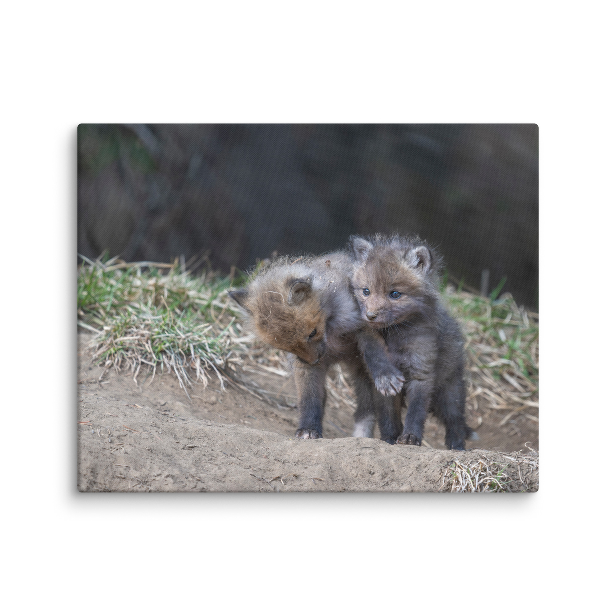 Brothers in Arms Red fox kits! Canvas - Image 26