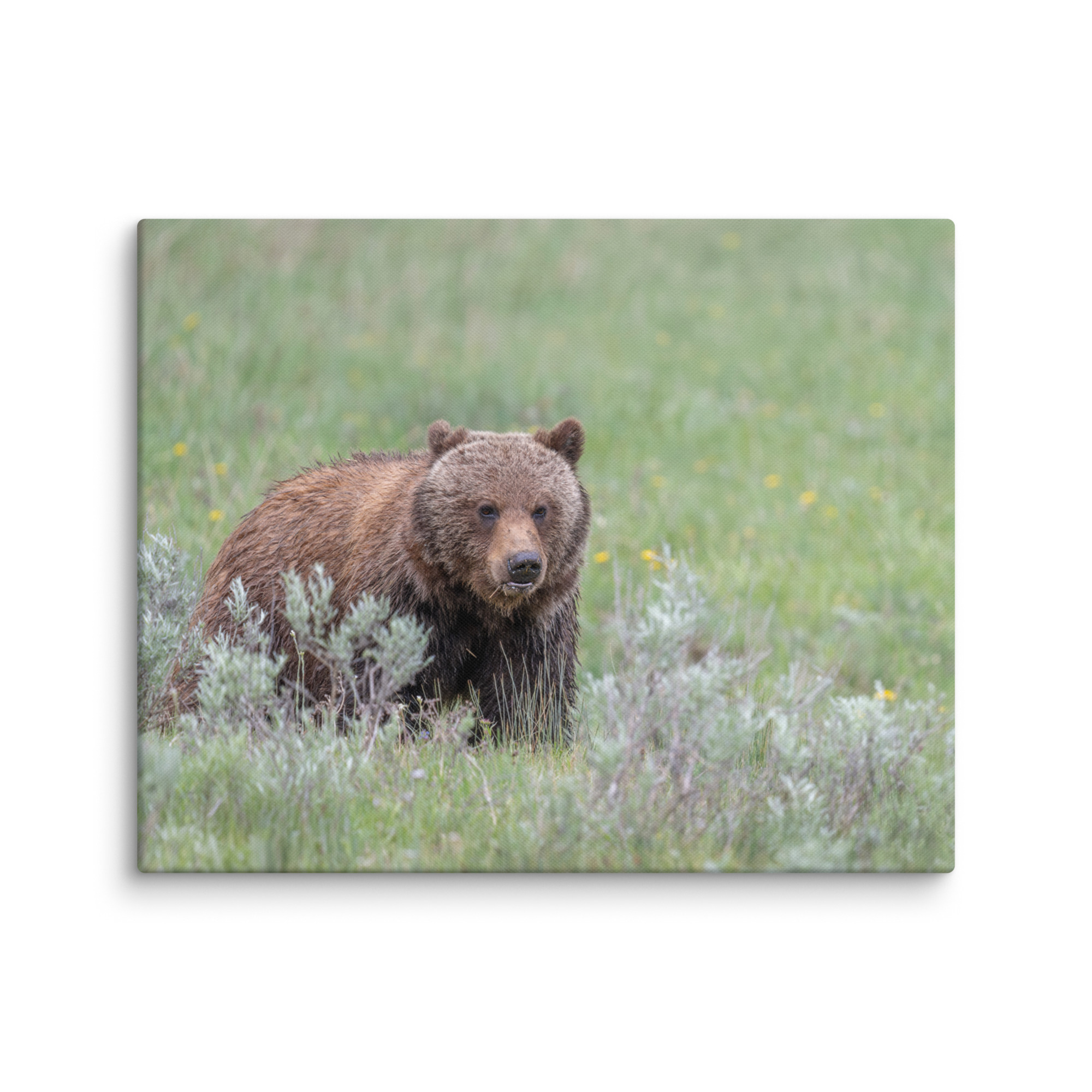 Hungry Grizzly in a Meadow! Canvas - Image 27