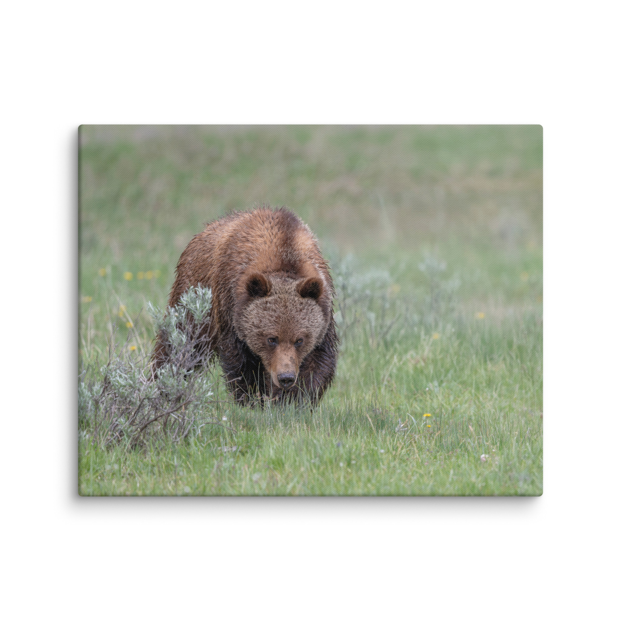 Grizzly Watching! Canvas - Image 27