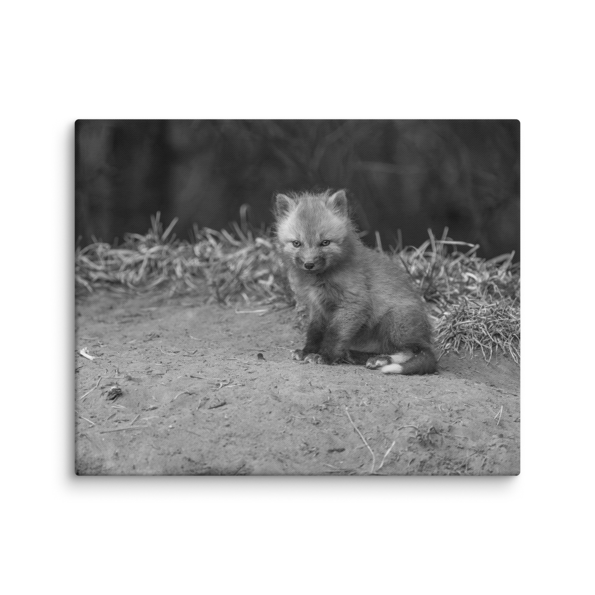Sharp gaze baby red fox (Monochrome)! Canvas - Image 26