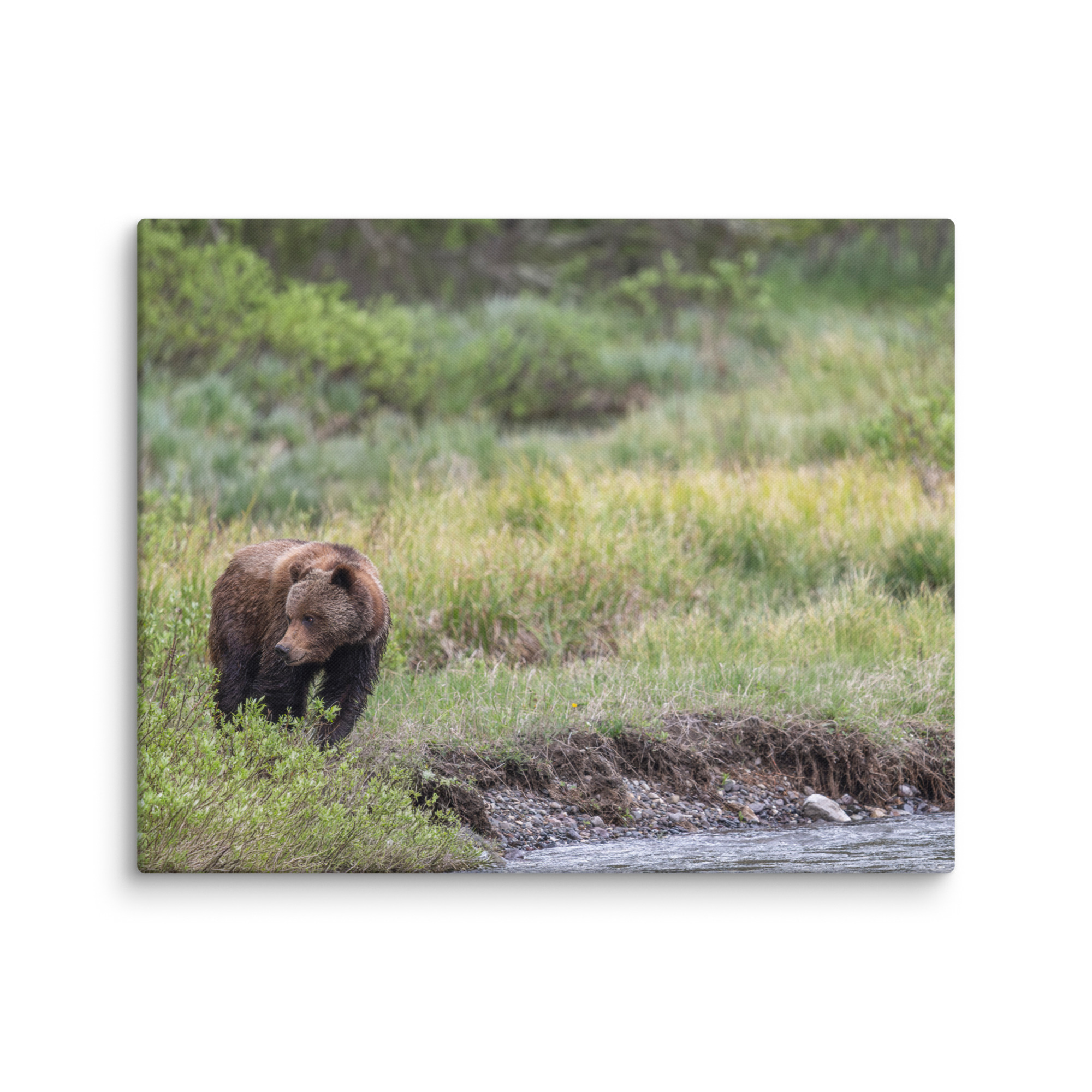 Grizzly getting read! Canvas - Image 25