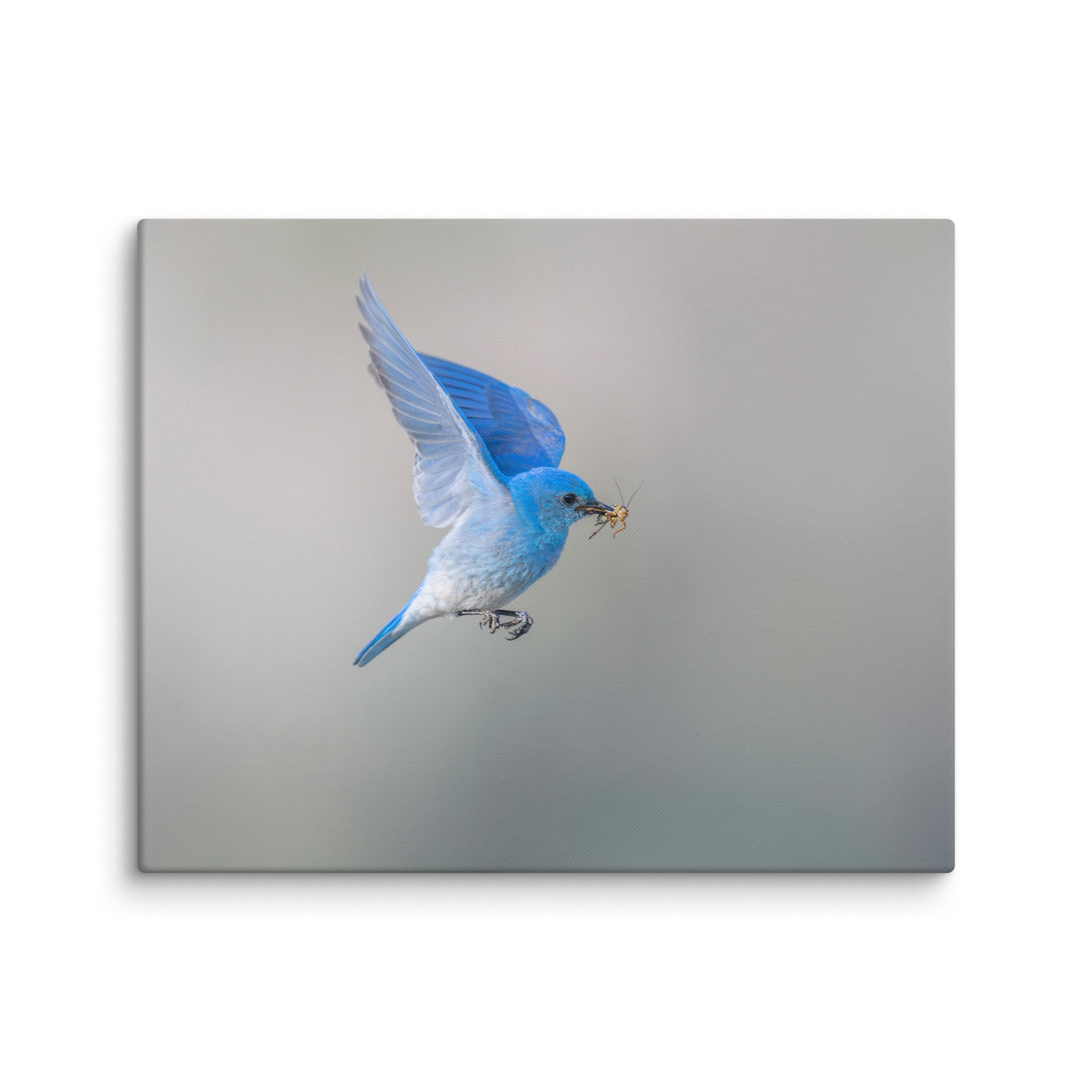 Mountain Bluebird with prey! Canvas - Image 25