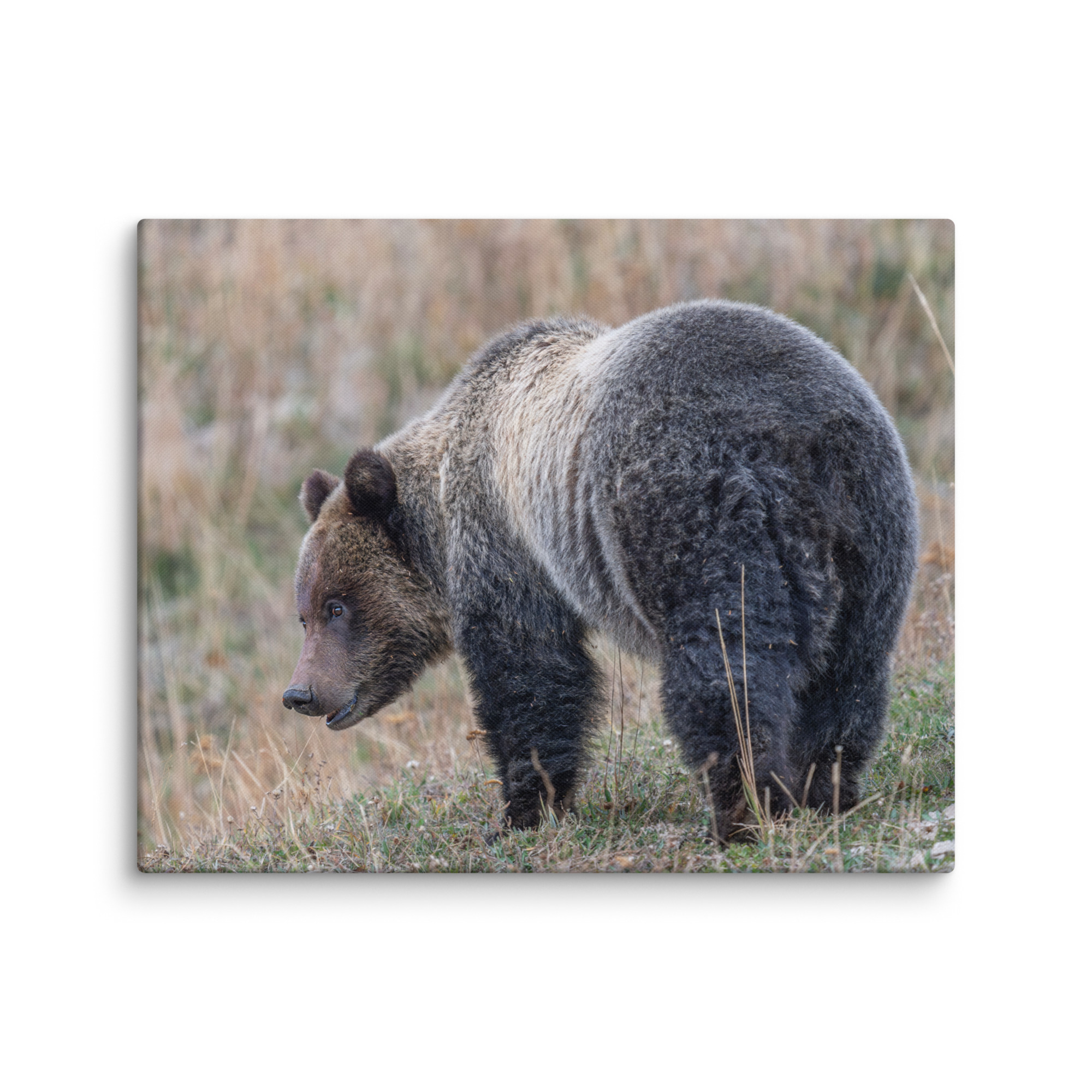 Grizzly of yellowstone! Canvas - Image 26