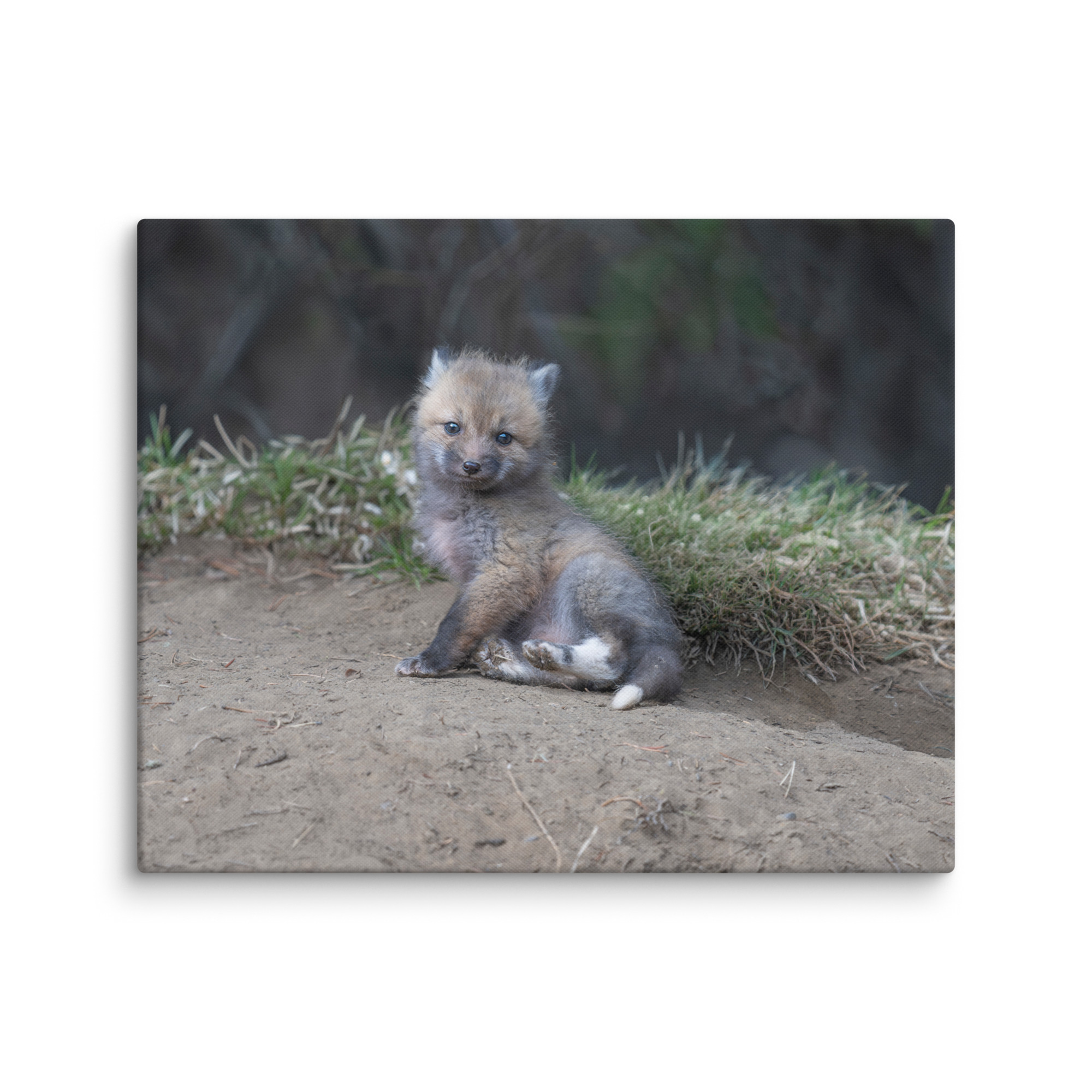 Guarding Den Baby Red fox!  Canvas - Image 27