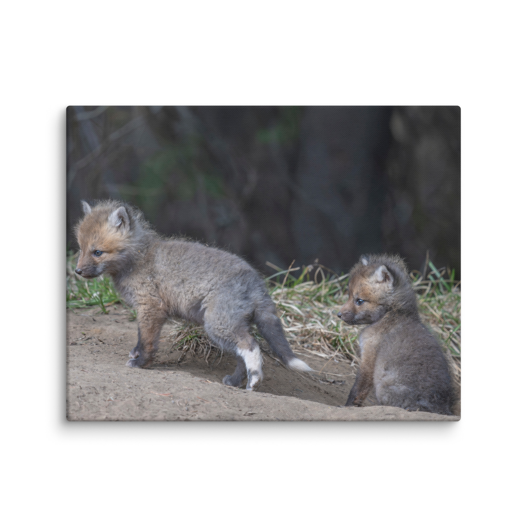 Play Time Baby Red fox! Canvas - Image 19