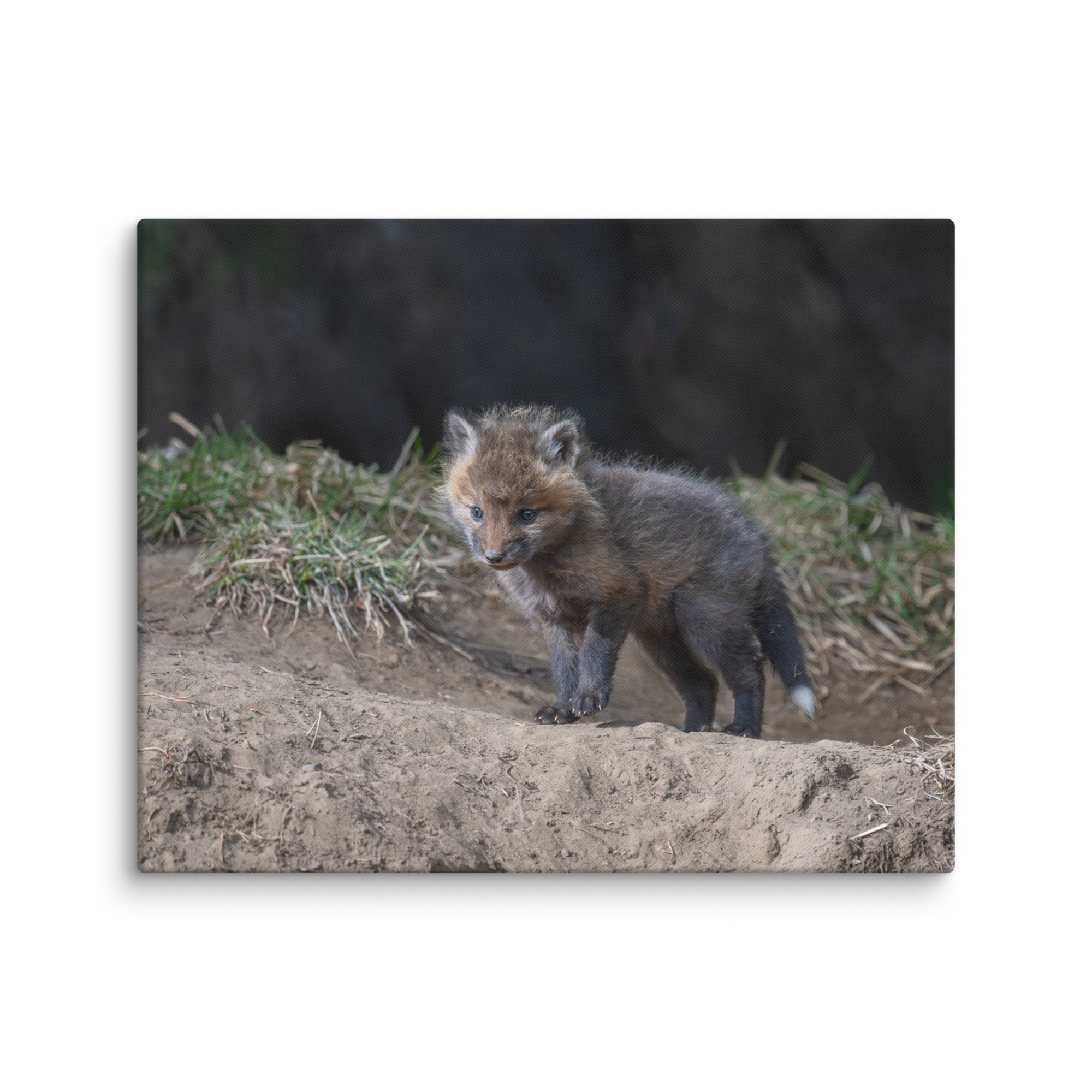 Just checking Baby Red fox! Canvas - Image 27