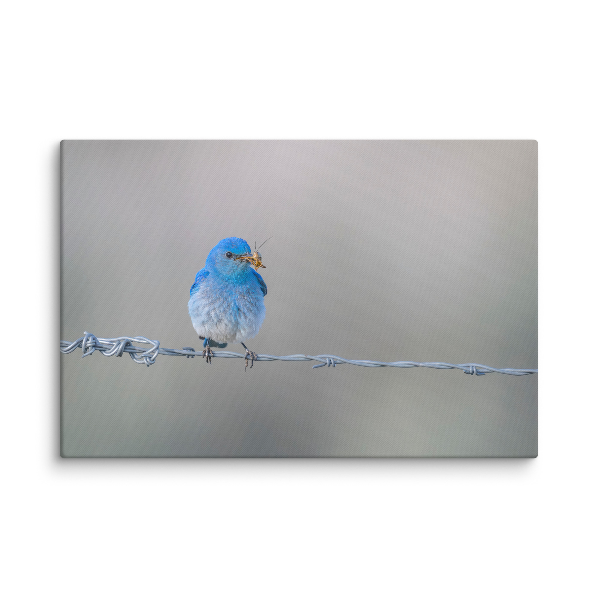 Mountain Blue Bird! Canvas - Image 8