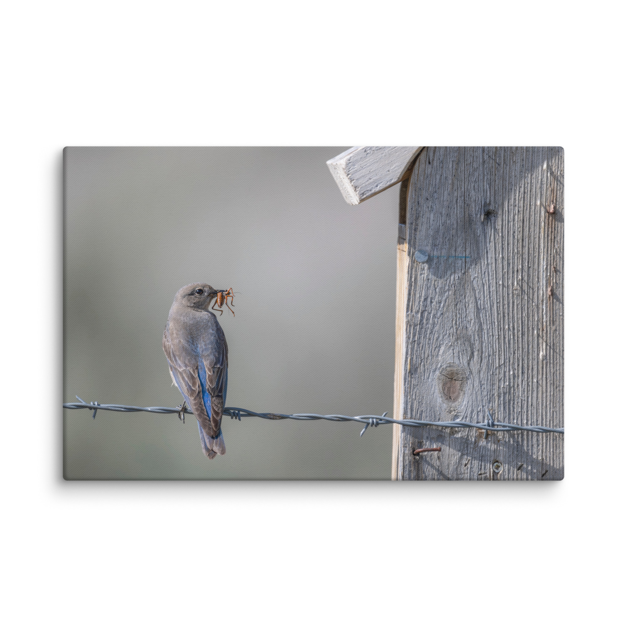 Mama Mountain bluebird with food! Canvas - Image 8