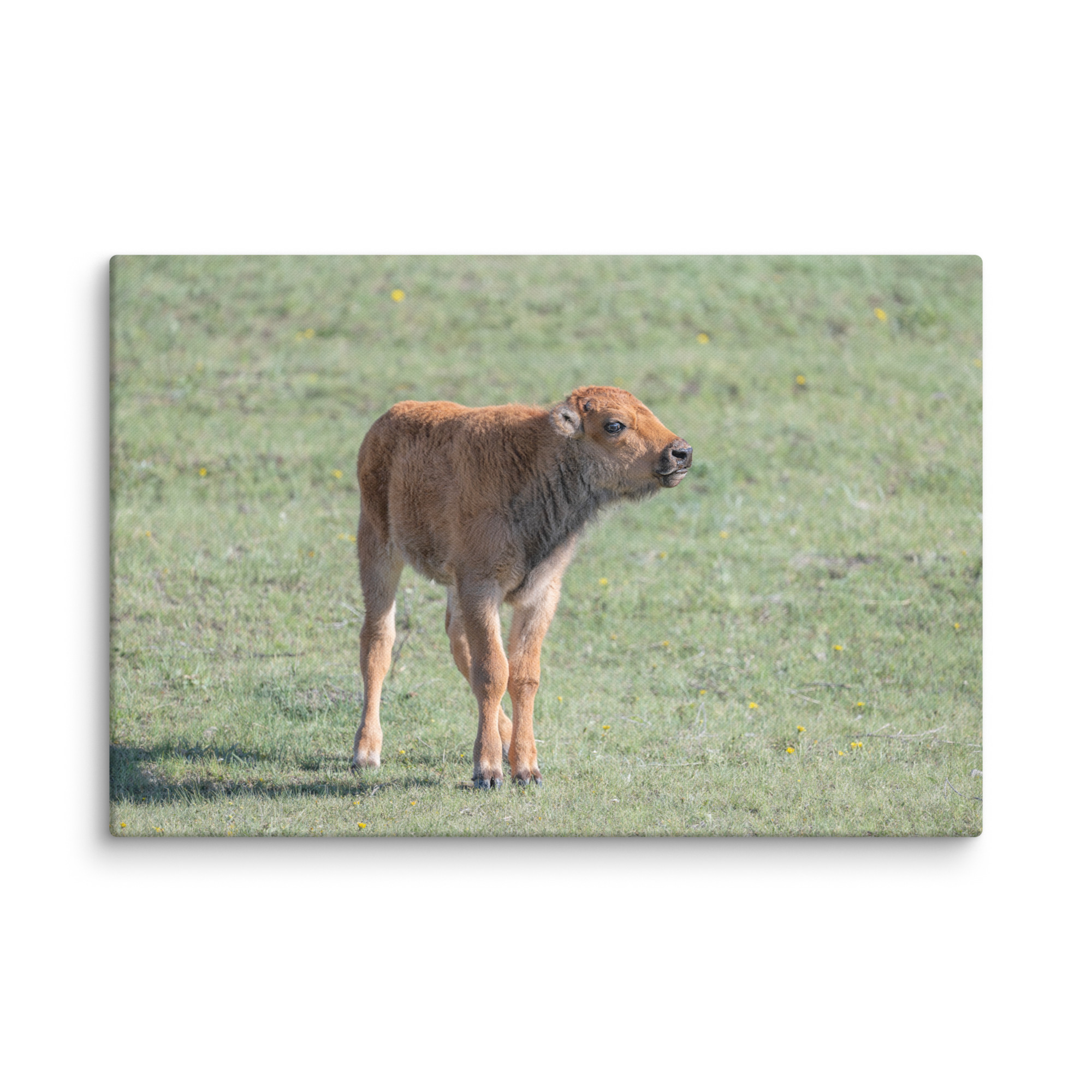 Baby Bison! Canvas - Image 6