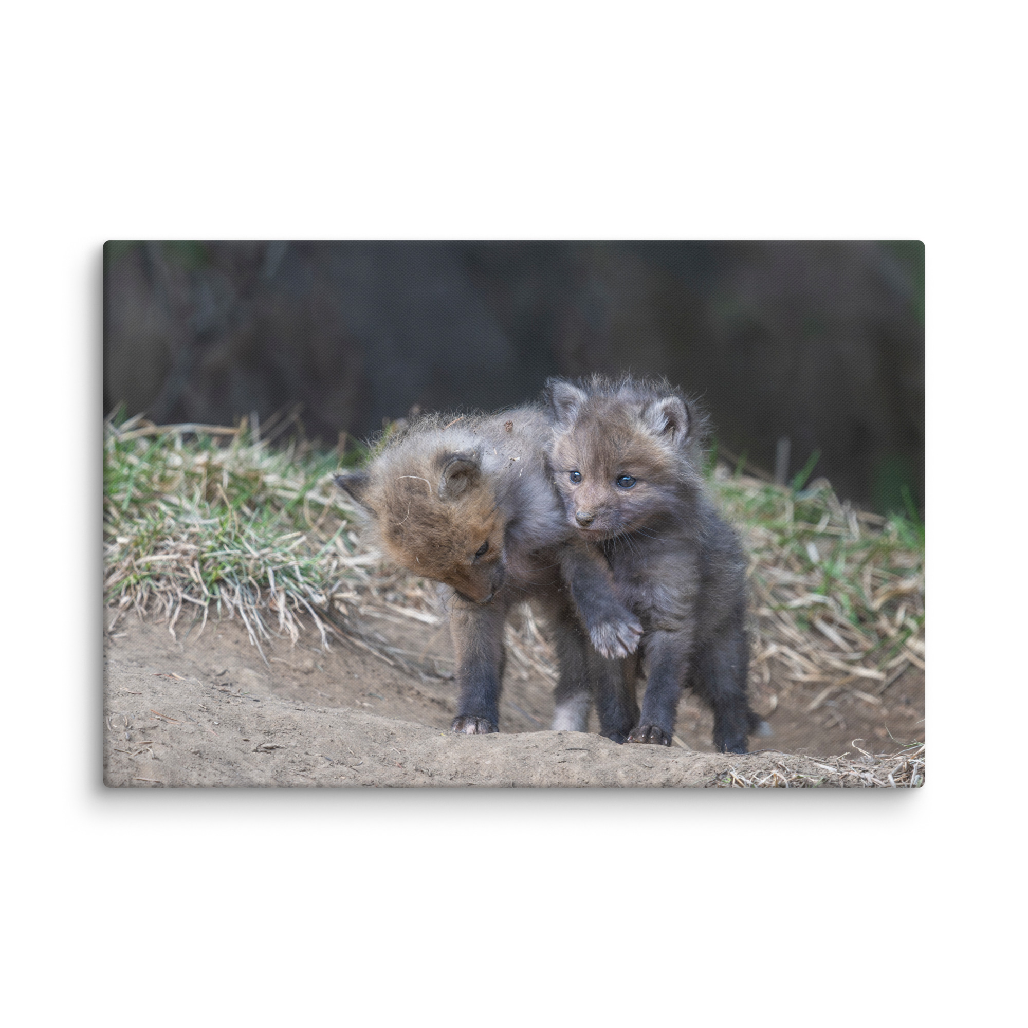 Brothers in Arms Red fox kits! Canvas - Image 8