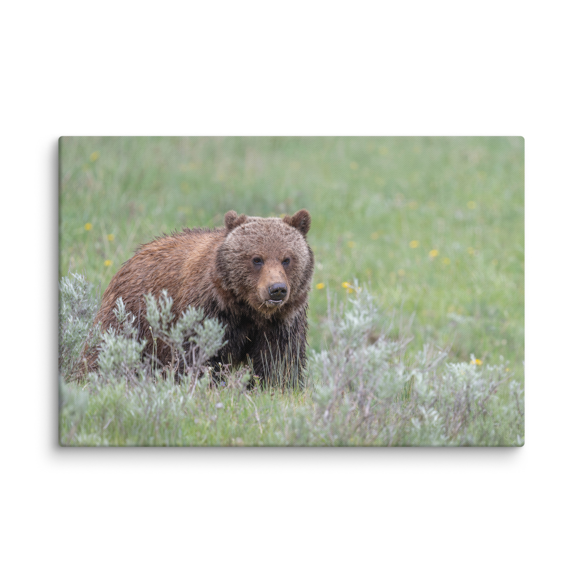 Hungry Grizzly in a Meadow! Canvas - Image 7