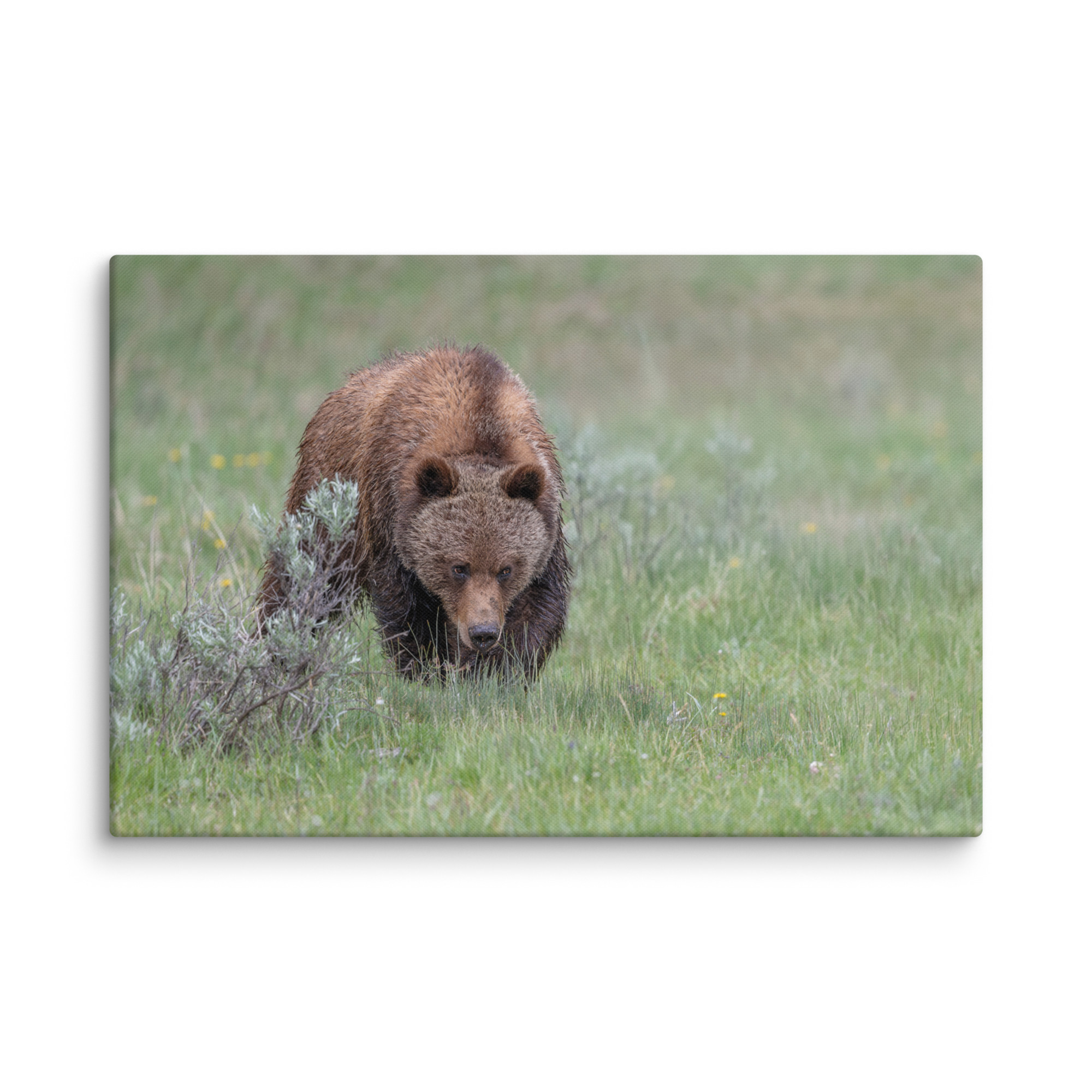Grizzly Watching! Canvas - Image 8