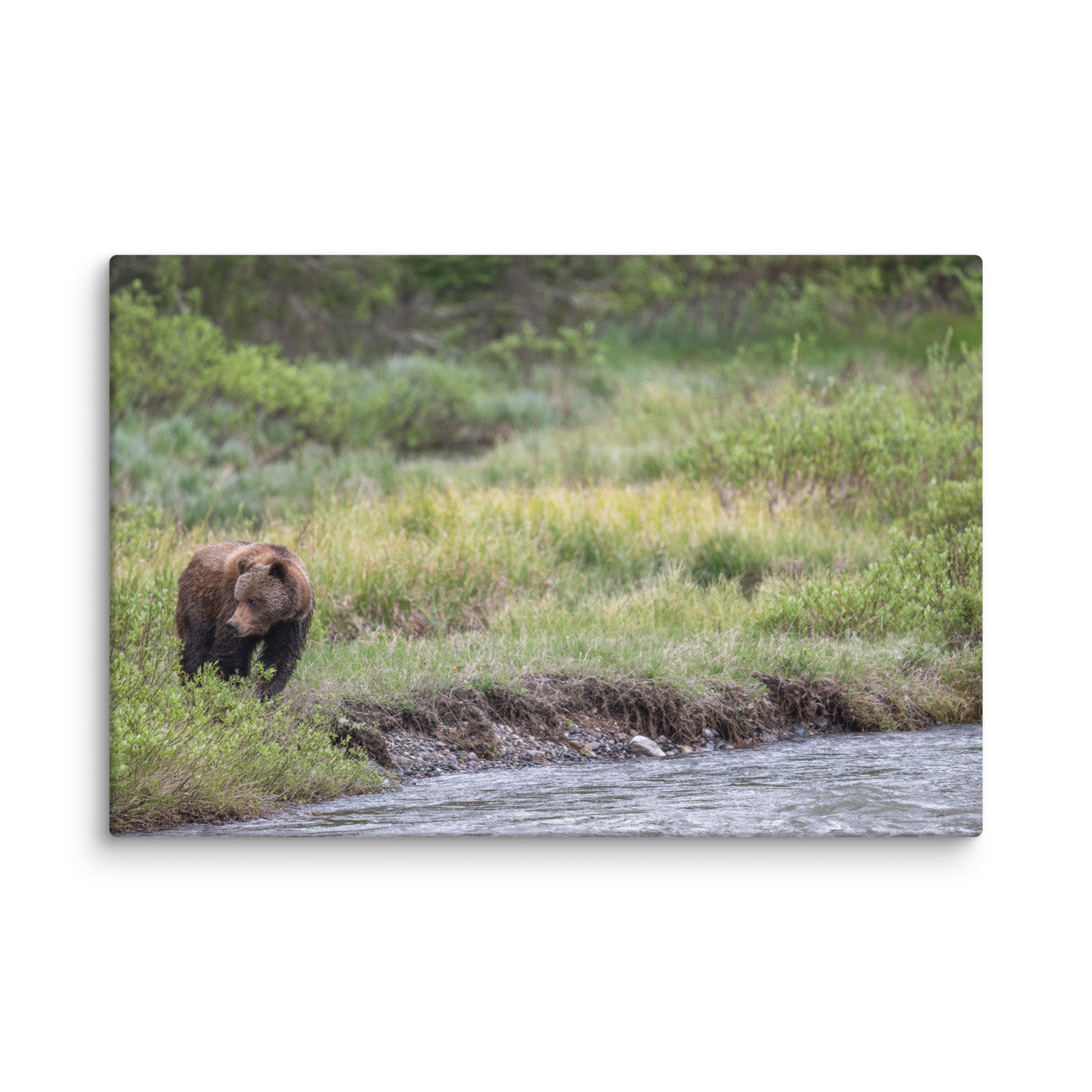 Grizzly getting read! Canvas - Image 8