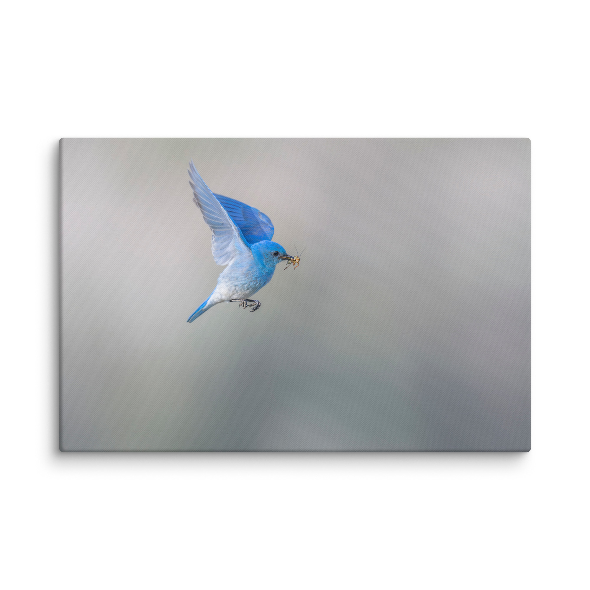 Mountain Bluebird with prey! Canvas - Image 7