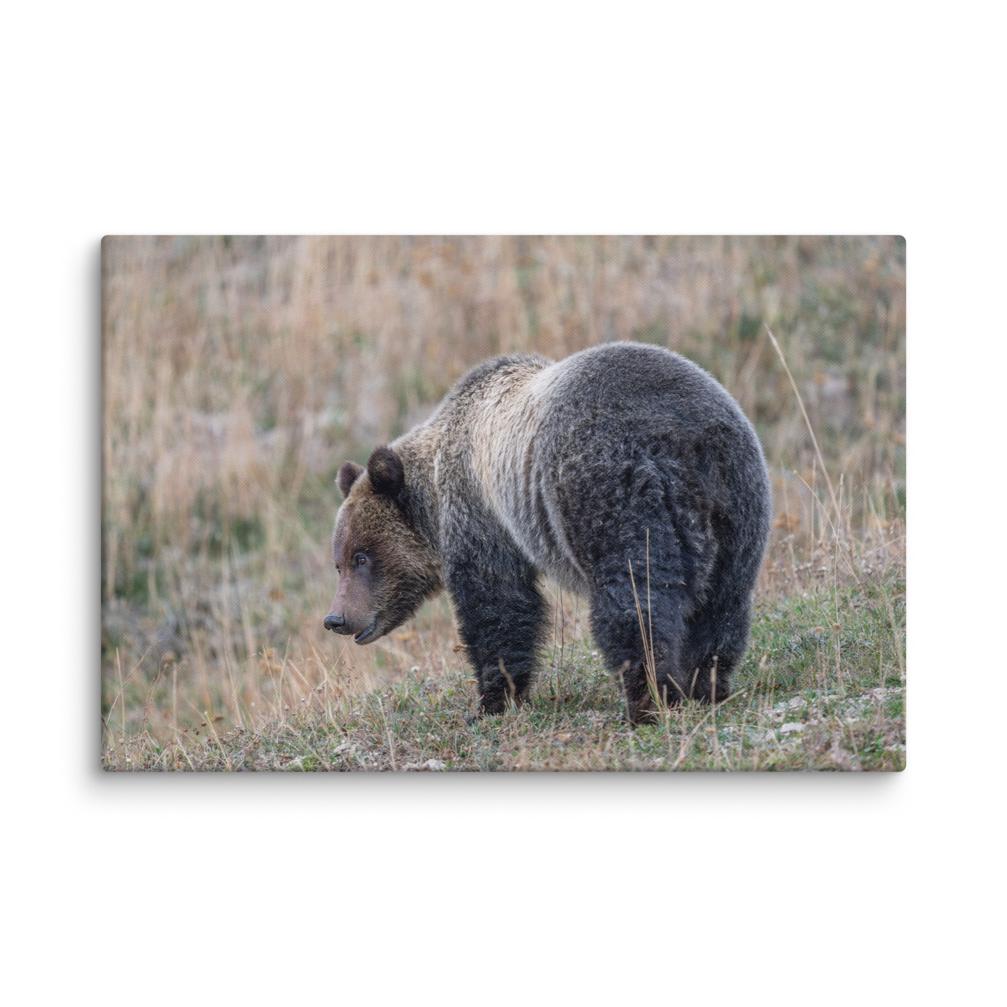 Grizzly of yellowstone! Canvas - Image 8