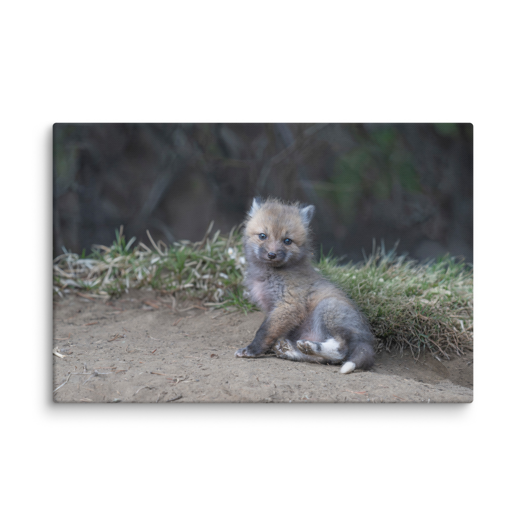 Guarding Den Baby Red fox!  Canvas - Image 8