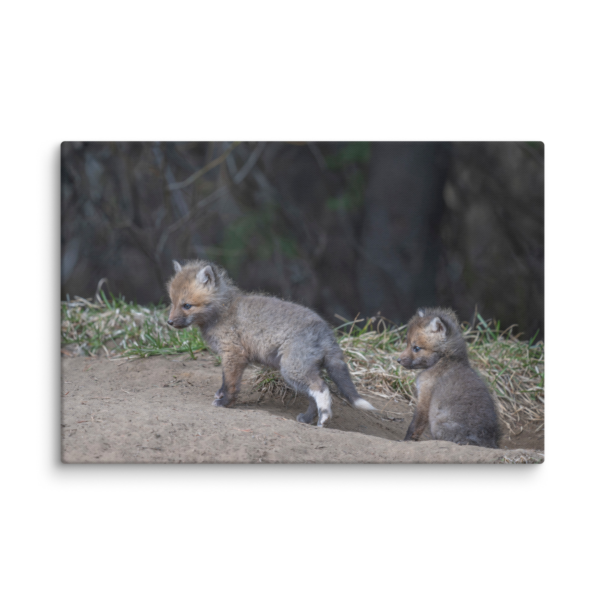 Play Time Baby Red fox! Canvas - Image 6