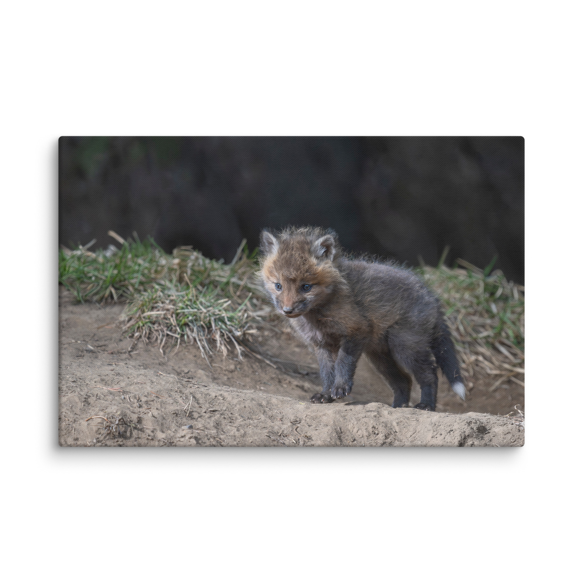 Just checking Baby Red fox! Canvas - Image 8